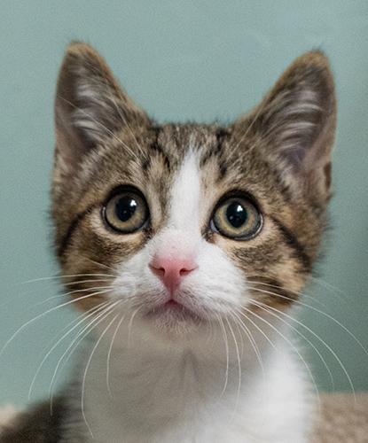 Sherlock, adopted, Kitten Male Domestic Short Hair.