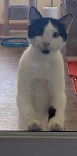 JASON, a ADOPTABLE Domestic Short Hair in Prescott, AZ image 5/5