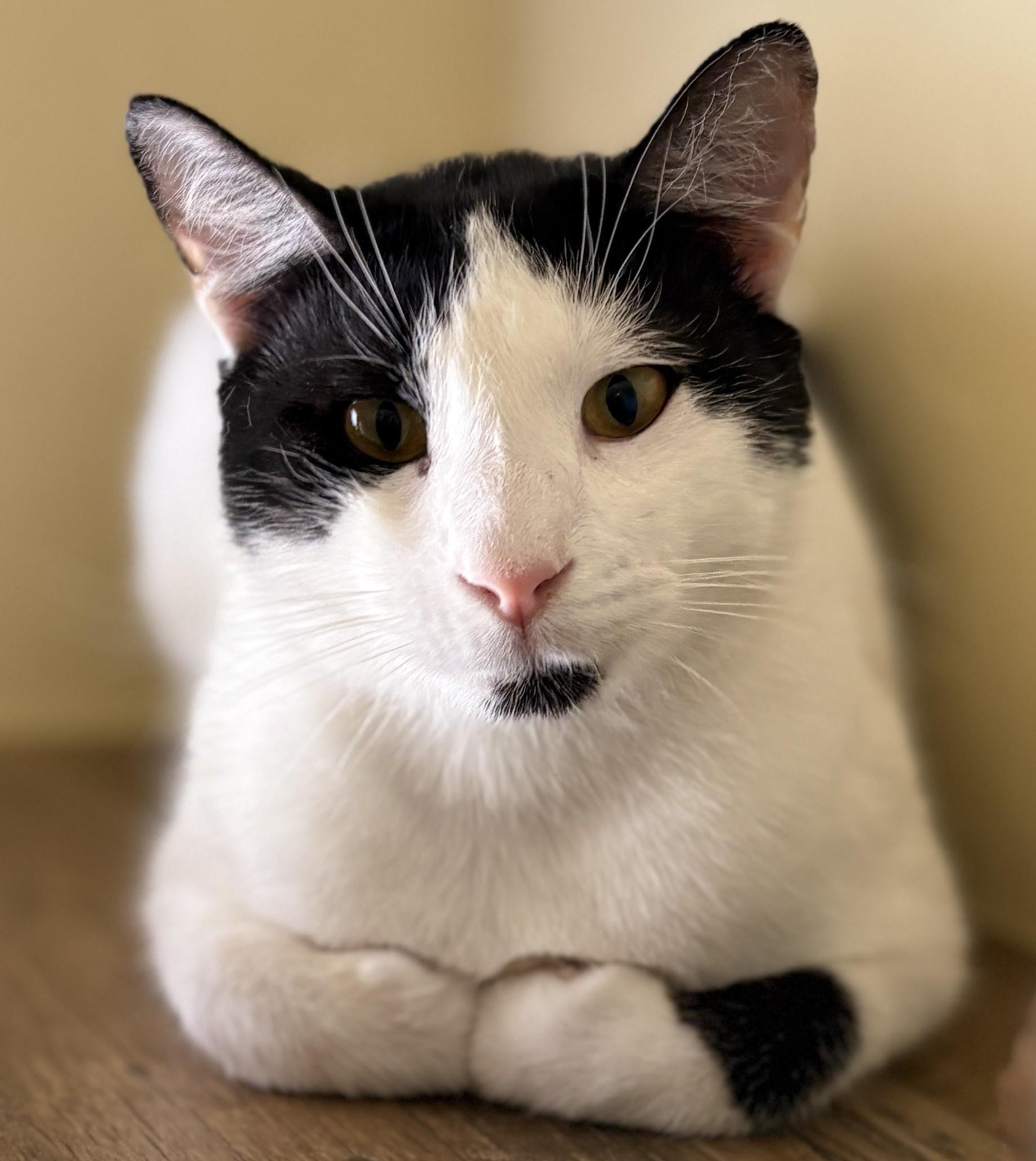 JASON, ADOPTABLE, Adult Male Domestic Short Hair.