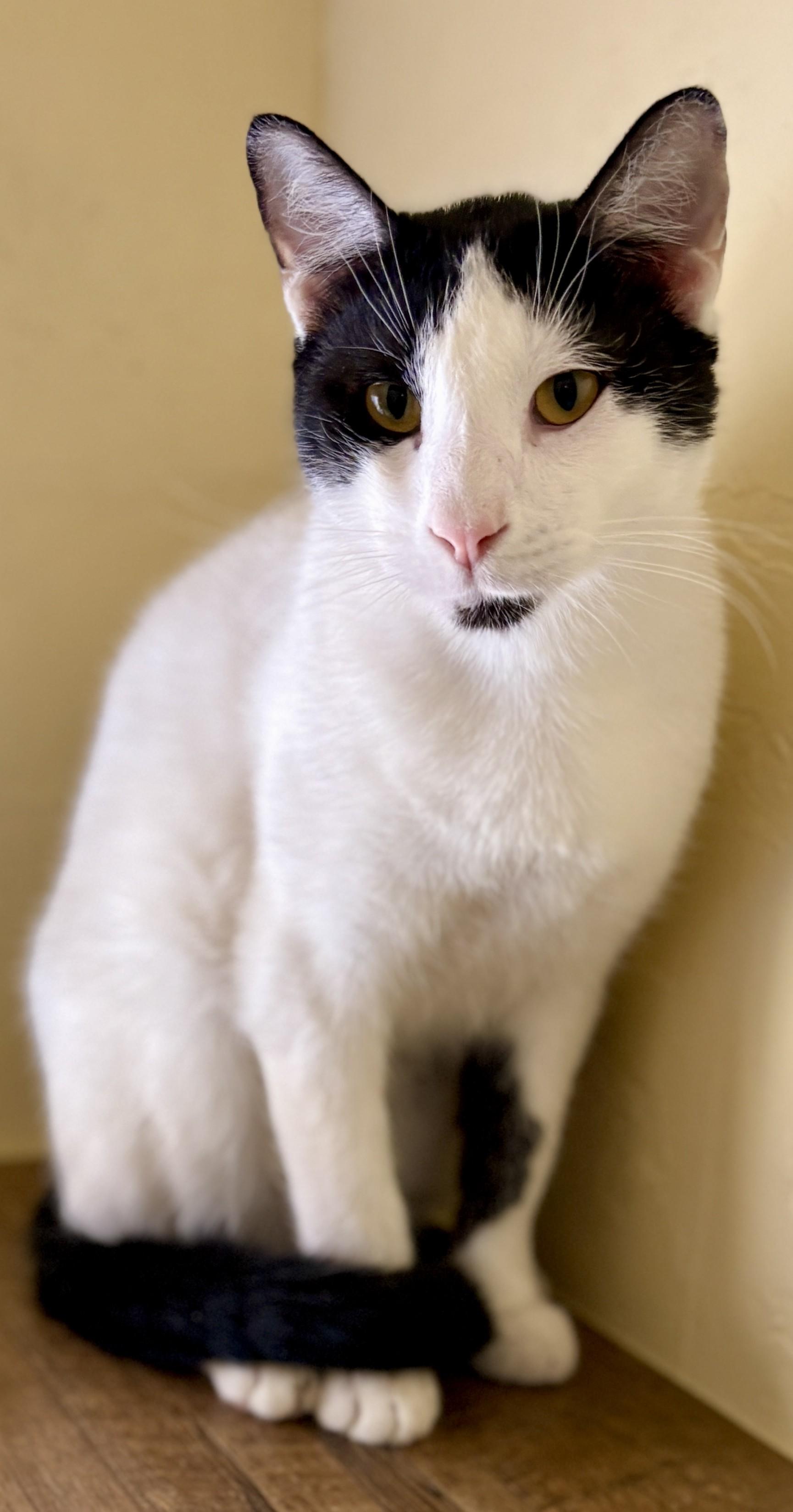 JASON, a ADOPTABLE Domestic Short Hair in Prescott, AZ image 3/5