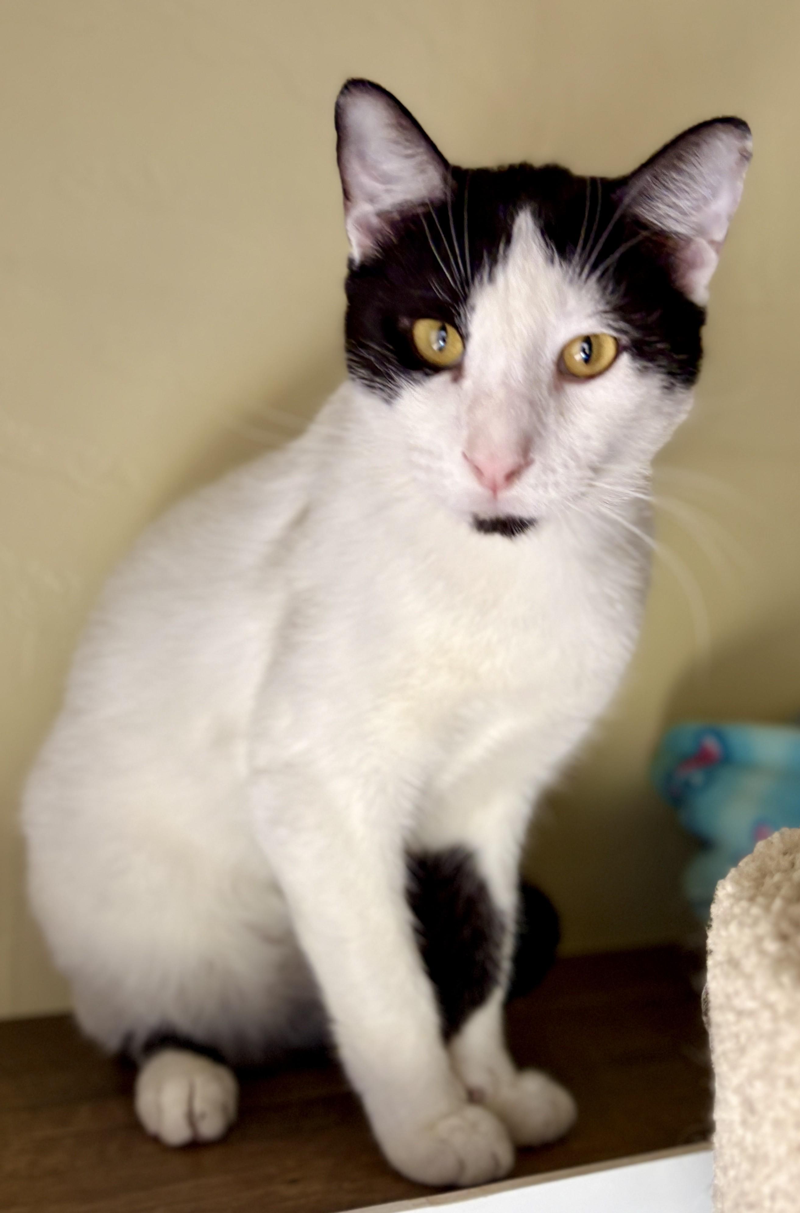 JASON, a ADOPTABLE Domestic Short Hair in Prescott, AZ image 4/5