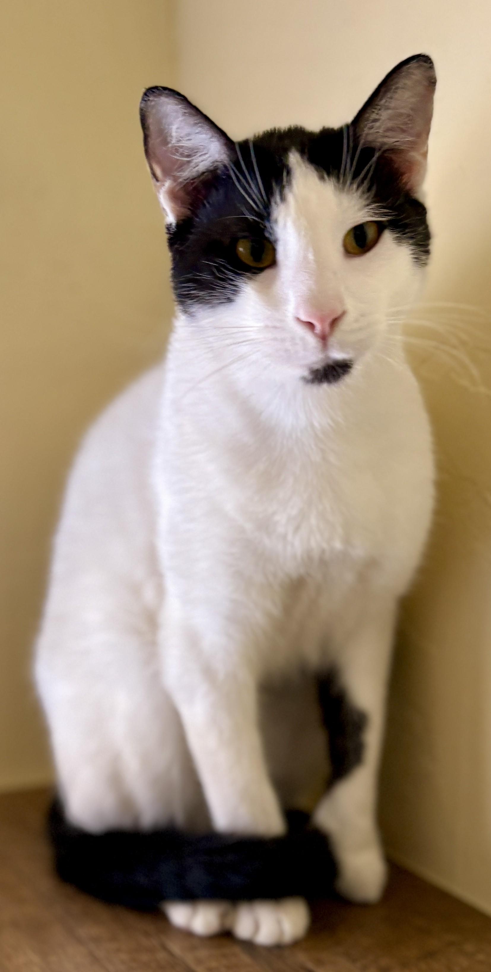 JASON, a ADOPTABLE Domestic Short Hair in Prescott, AZ image 2/5