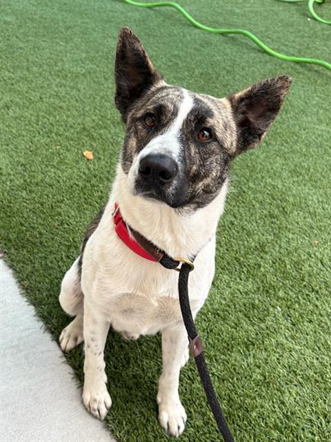 ROMA, Adoptable, Young Male Australian Cattle Dog / Blue Heeler & Mixed Breed.