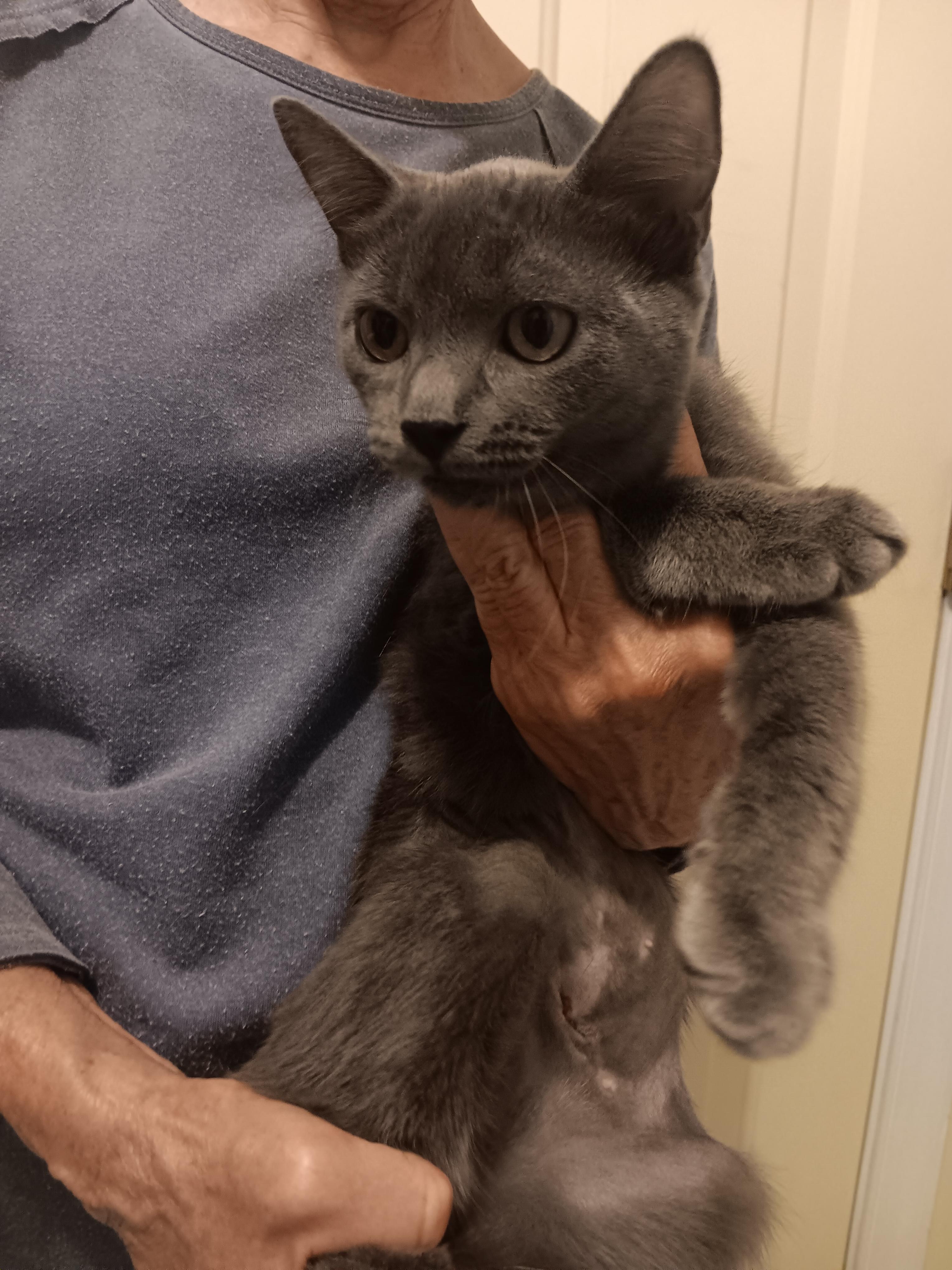 Enlarge Shilo, an adopted mixed breed in North East, MD image 2/2