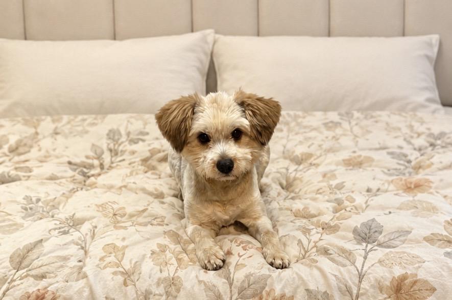 Mimi, an adopted Mixed Breed in Markham, ON image 4/5