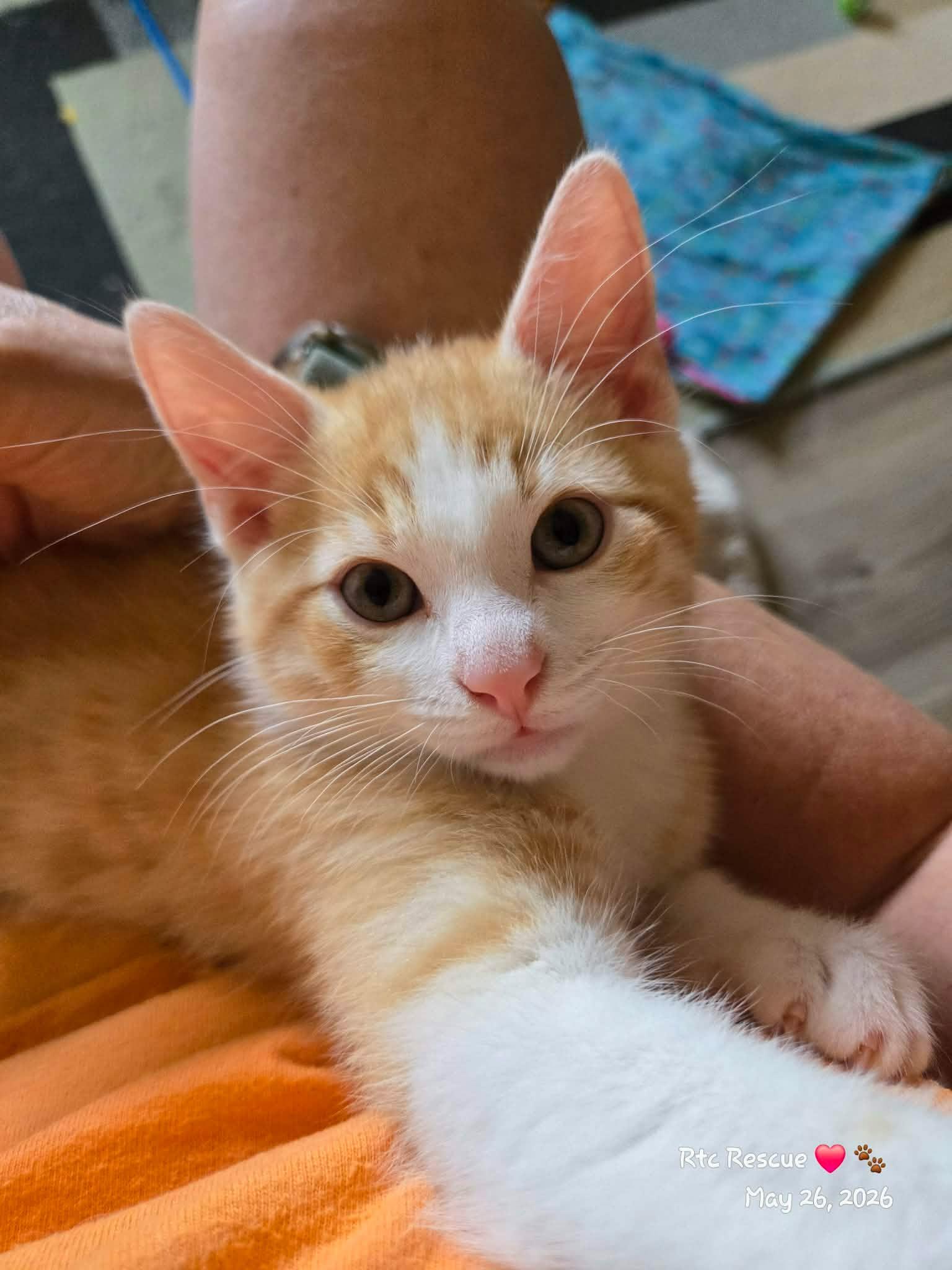 Enlarge Aiden, an adopted Domestic Short Hair in Shakespeare, ON image 6/6