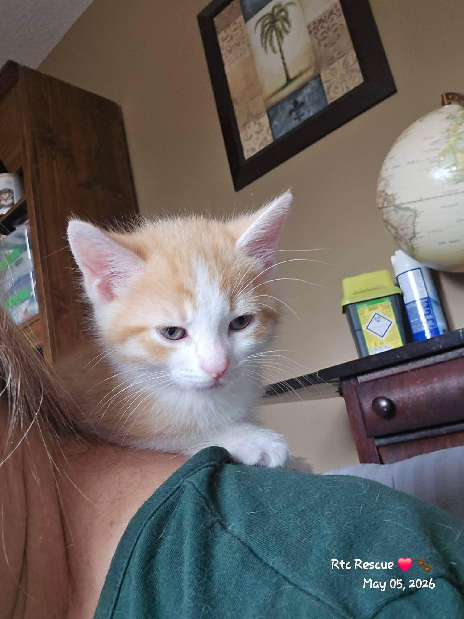 Enlarge Aiden, an adopted Domestic Short Hair in Shakespeare, ON image 5/6