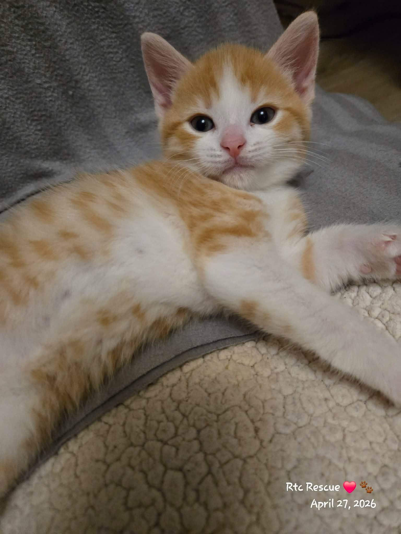 Enlarge Aiden, an adopted Domestic Short Hair in Shakespeare, ON image 2/6