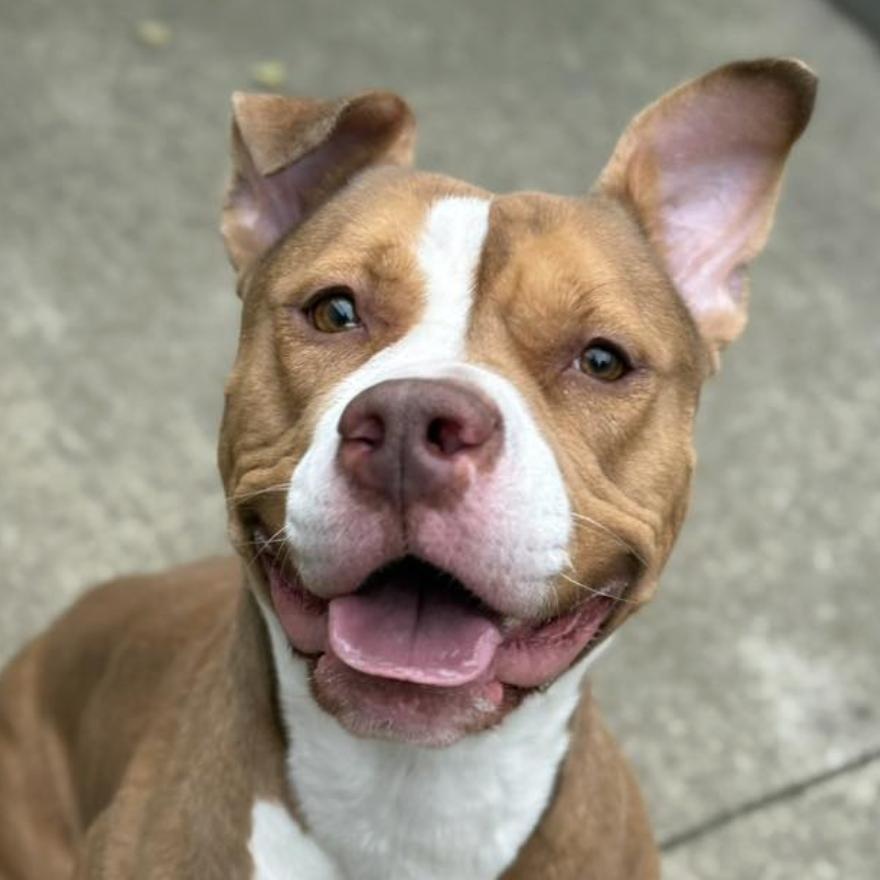 Herringbone, a Adoptable Pit Bull Terrier in Chicago, IL image 3/5