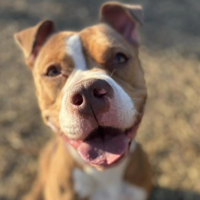 Herringbone, a Adoptable Pit Bull Terrier in Chicago, IL image 2/5