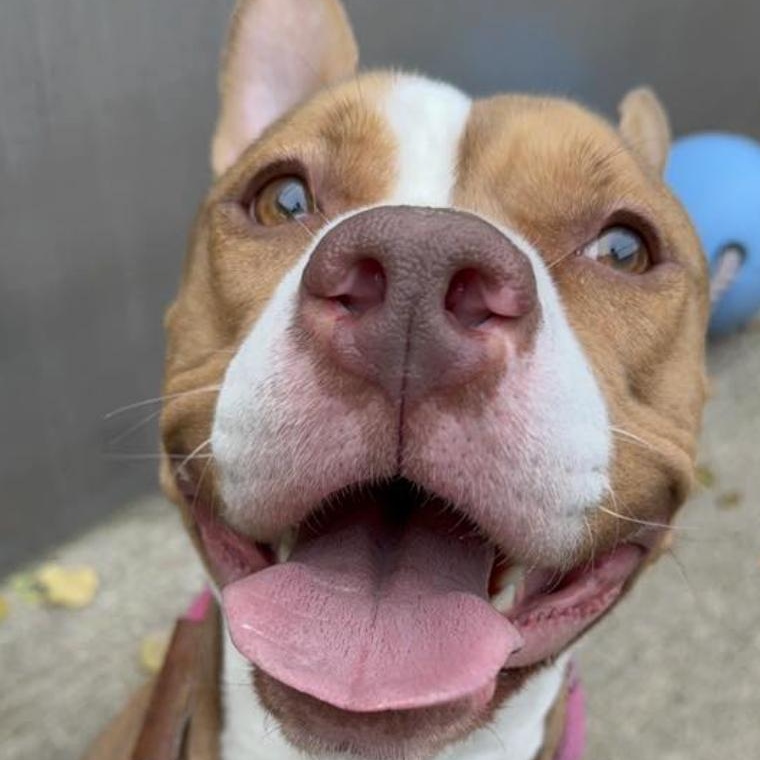 Herringbone, a Adoptable Pit Bull Terrier in Chicago, IL image 5/5