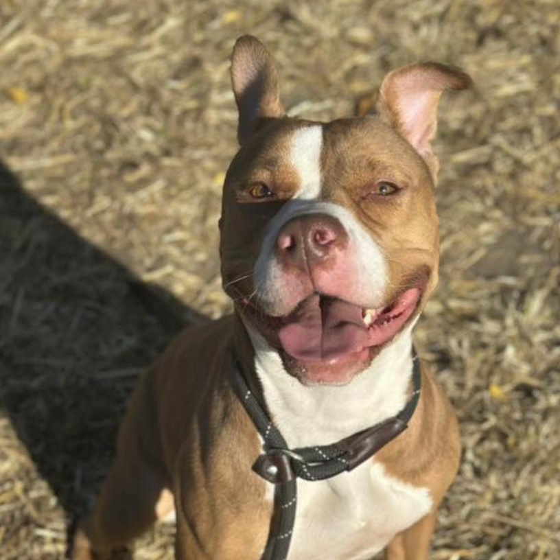 Herringbone, a Adoptable Pit Bull Terrier in Chicago, IL image 4/5