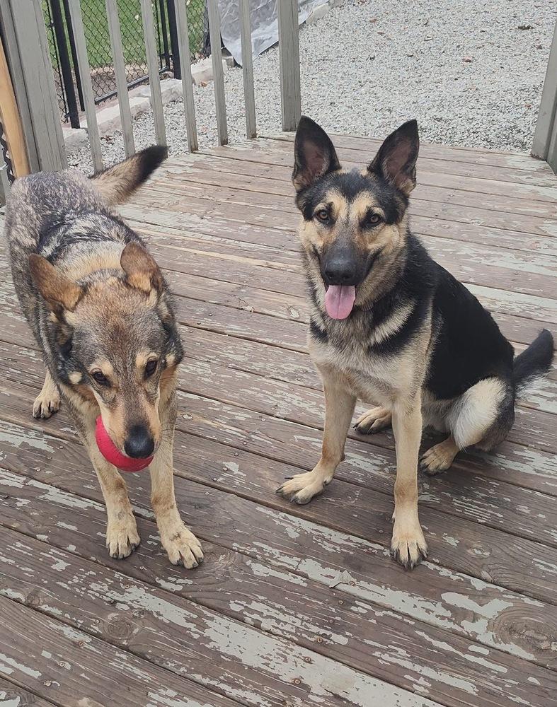 Enlarge Fred, a Adoptable German Shepherd Dog in Suamico, WI image 1/6