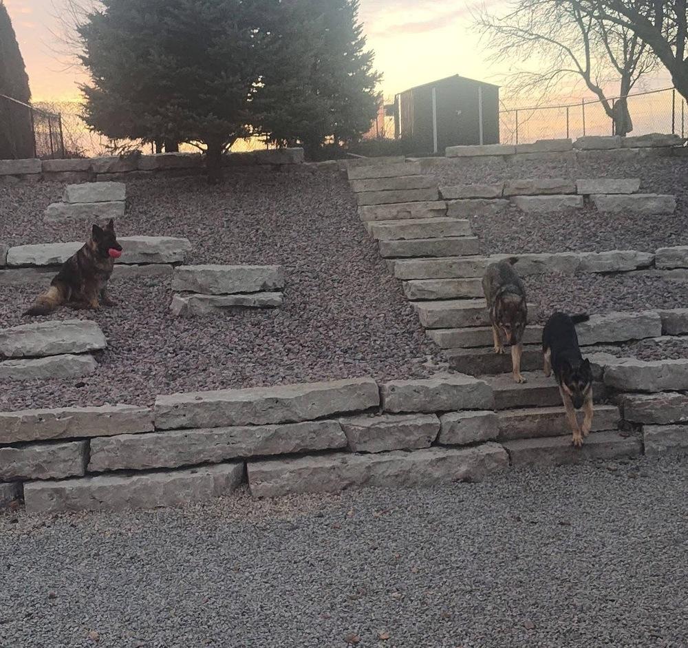Enlarge Fred, a Adoptable German Shepherd Dog in Suamico, WI image 2/6