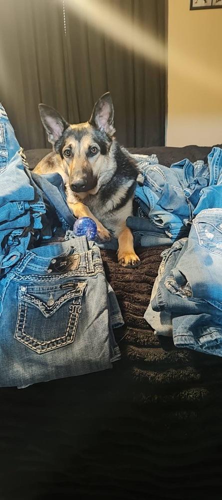 Enlarge Fred, a Adoptable German Shepherd Dog in Suamico, WI image 3/6