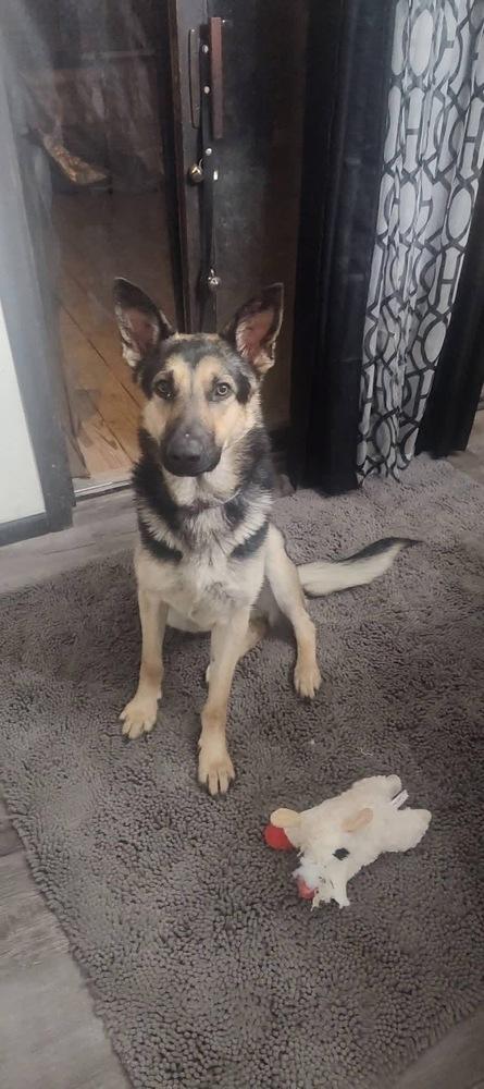 Enlarge Fred, a Adoptable German Shepherd Dog in Suamico, WI image 4/6