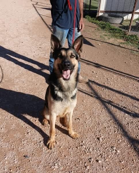 Fred, Adoptable, Adult Male German Shepherd Dog.