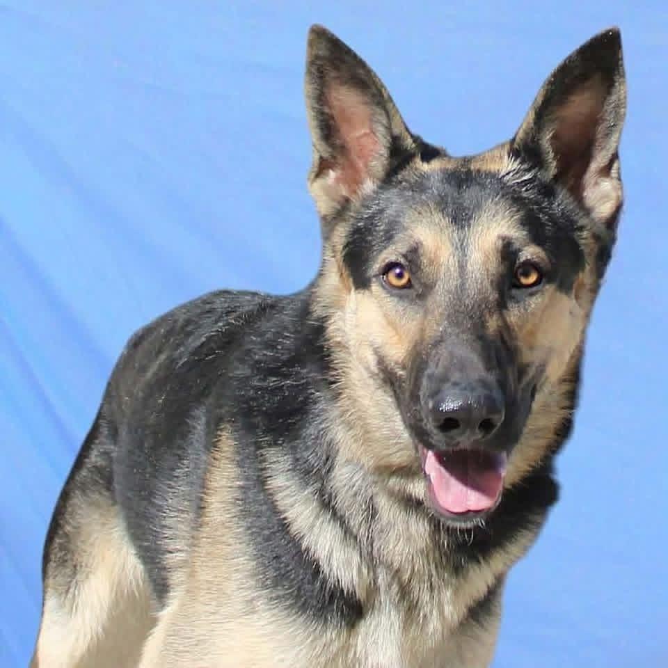 Enlarge Fred, a Adoptable German Shepherd Dog in Suamico, WI image 2/3