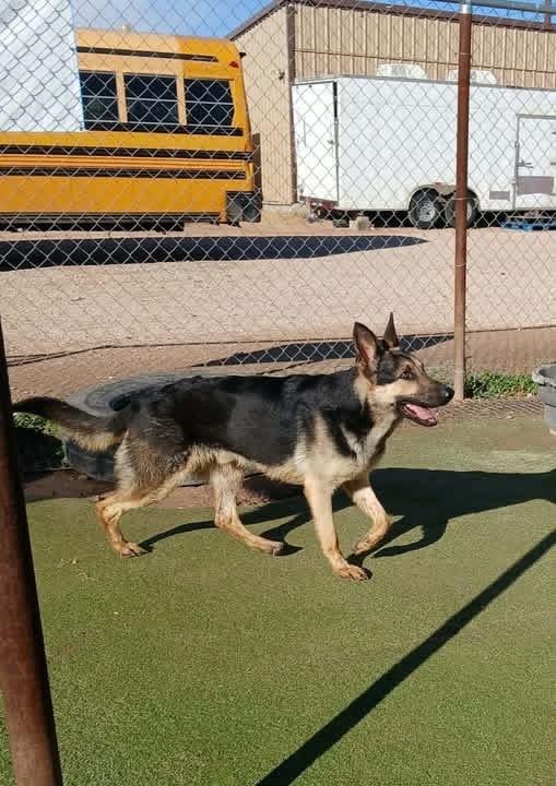 Enlarge Fred, a Adoptable German Shepherd Dog in Suamico, WI image 3/3