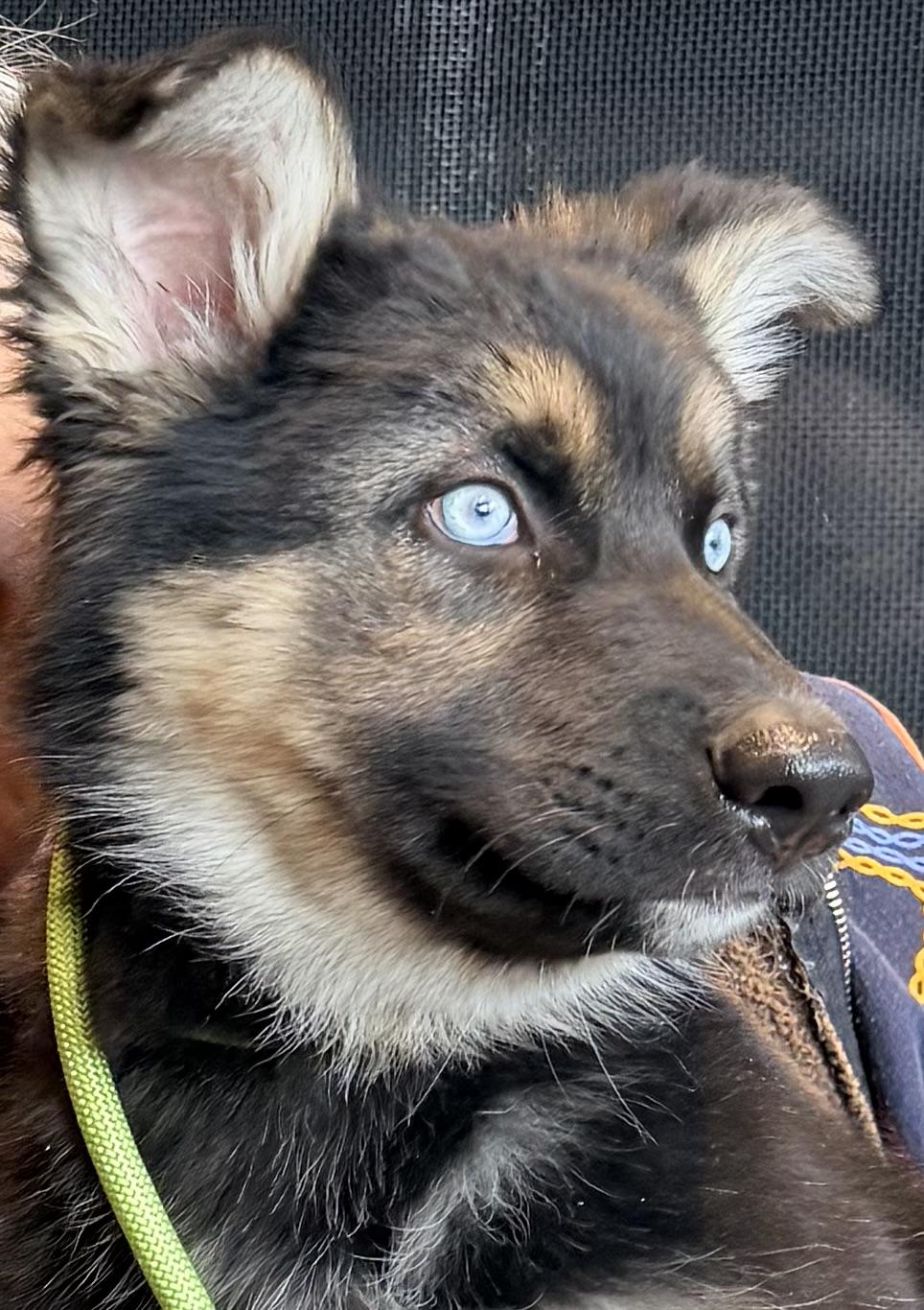 Kiki, an adopted mixed breed in Jefferson City, MO image 2/4