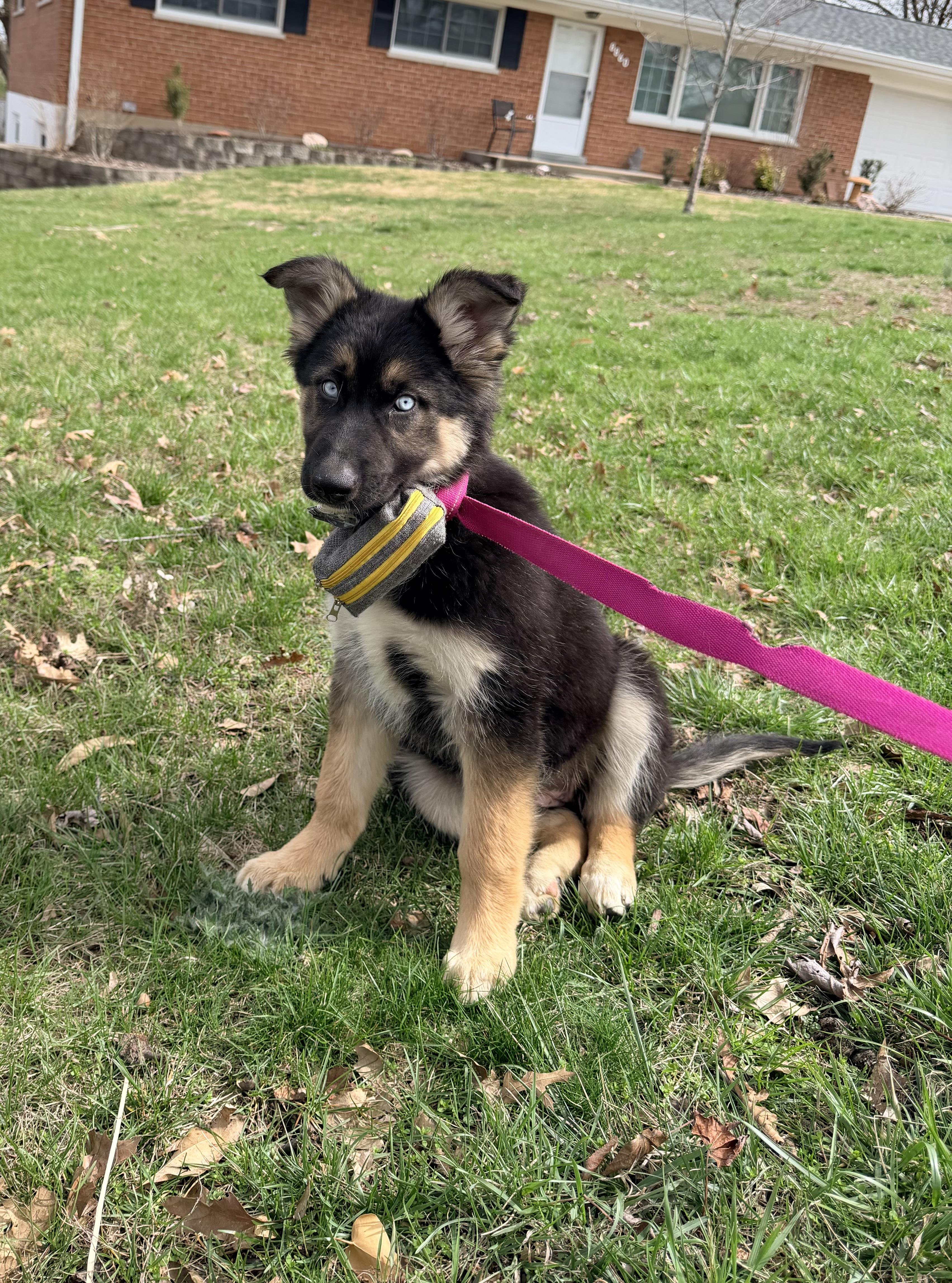 Kiki, an adopted mixed breed in Jefferson City, MO image 3/4