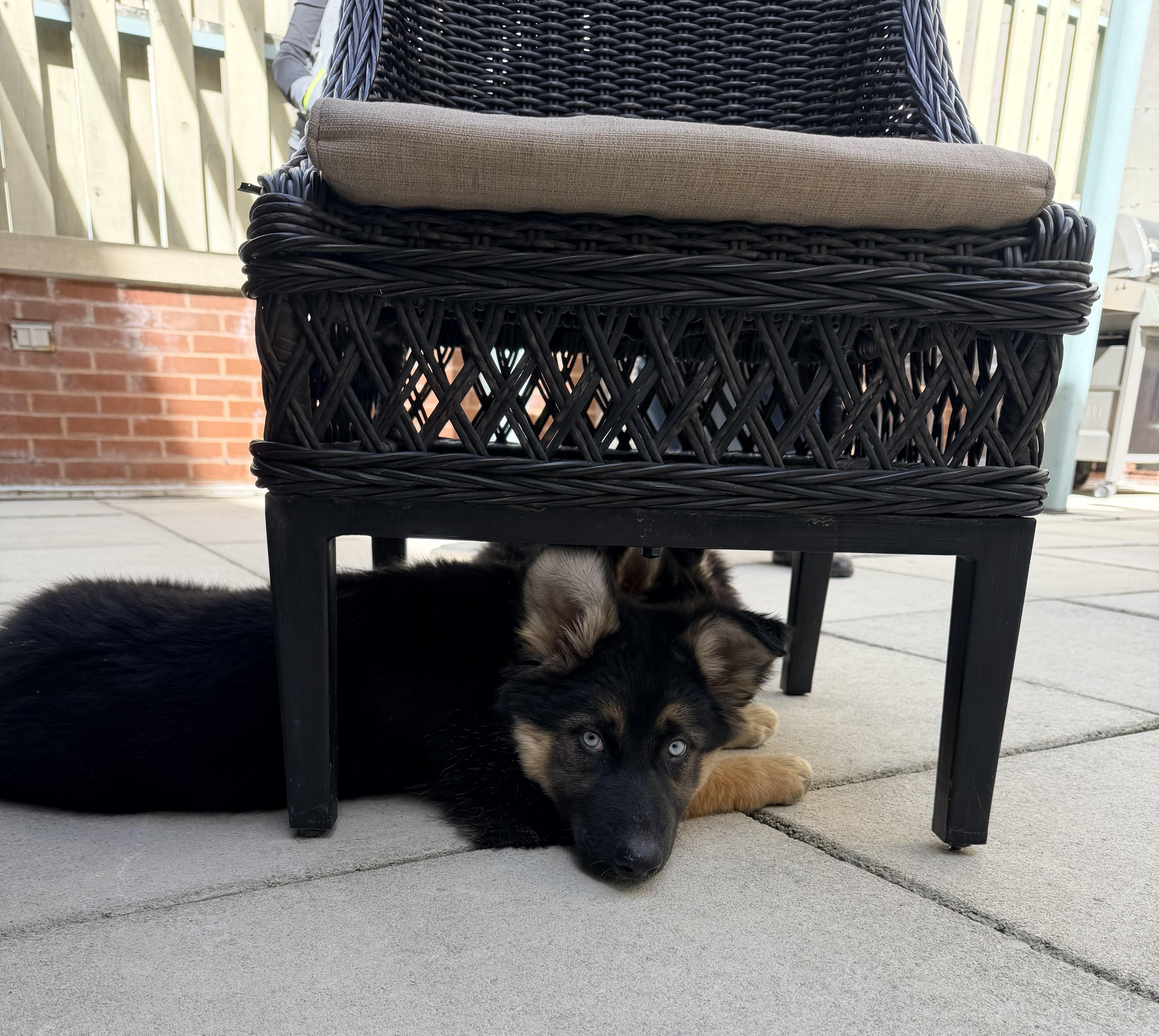 Kiki, an adopted mixed breed in Jefferson City, MO image 4/4