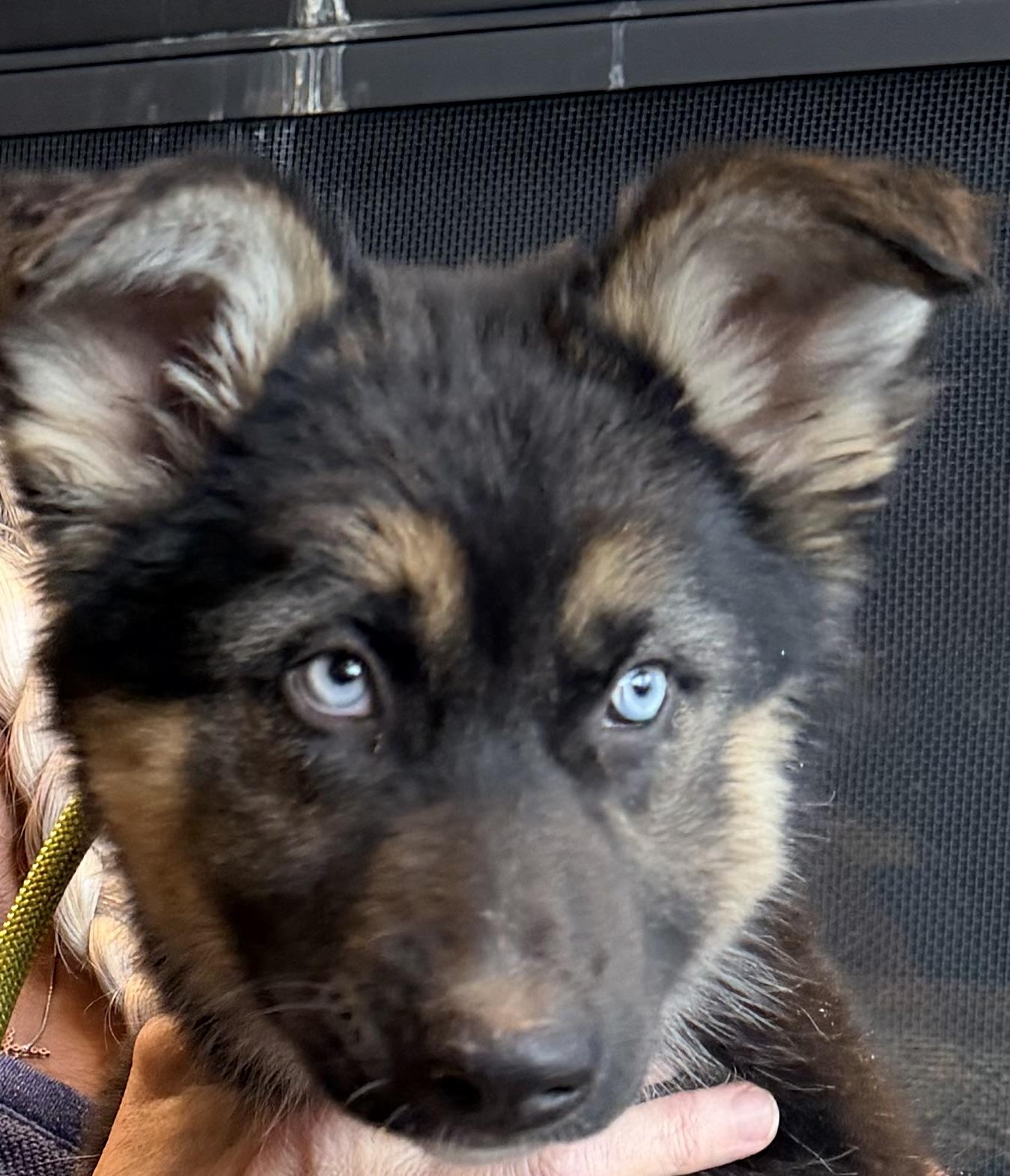 Kiki, adopted, Puppy Female German Shepherd Dog & Siberian Husky.