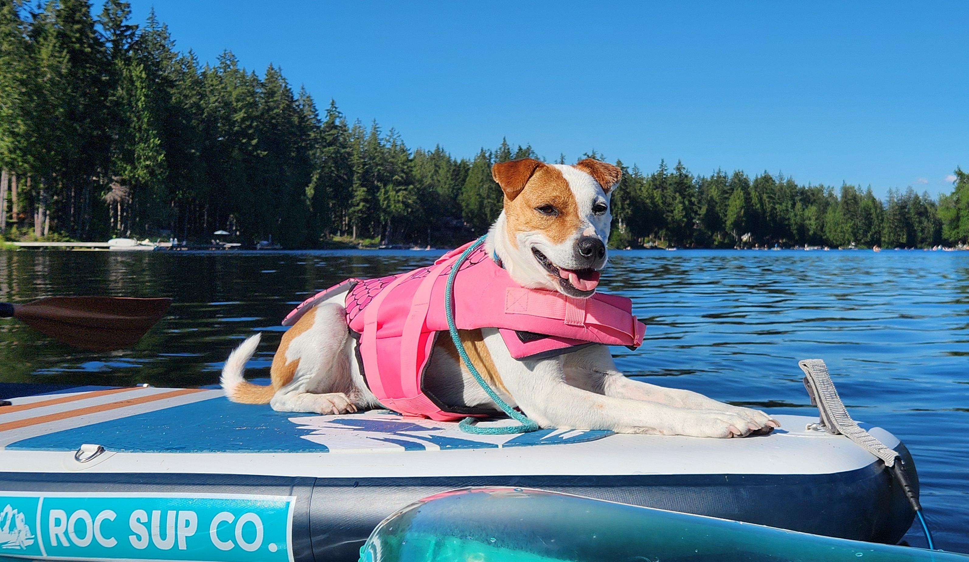 Annie, a ADOPTABLE mixed breed in Seattle, WA image 3/4