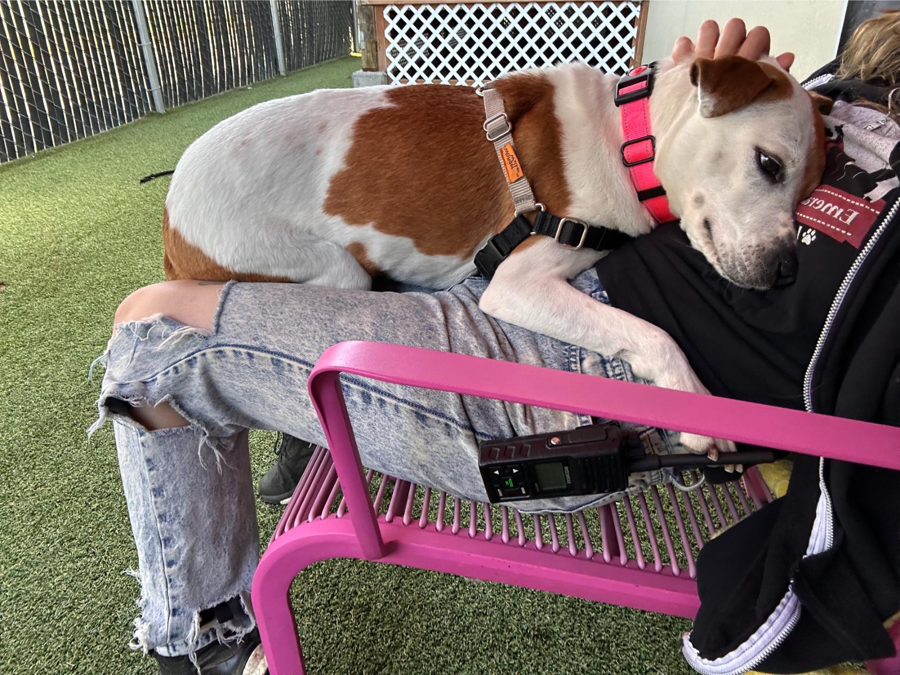 Annie, a ADOPTABLE mixed breed in Seattle, WA image 2/4