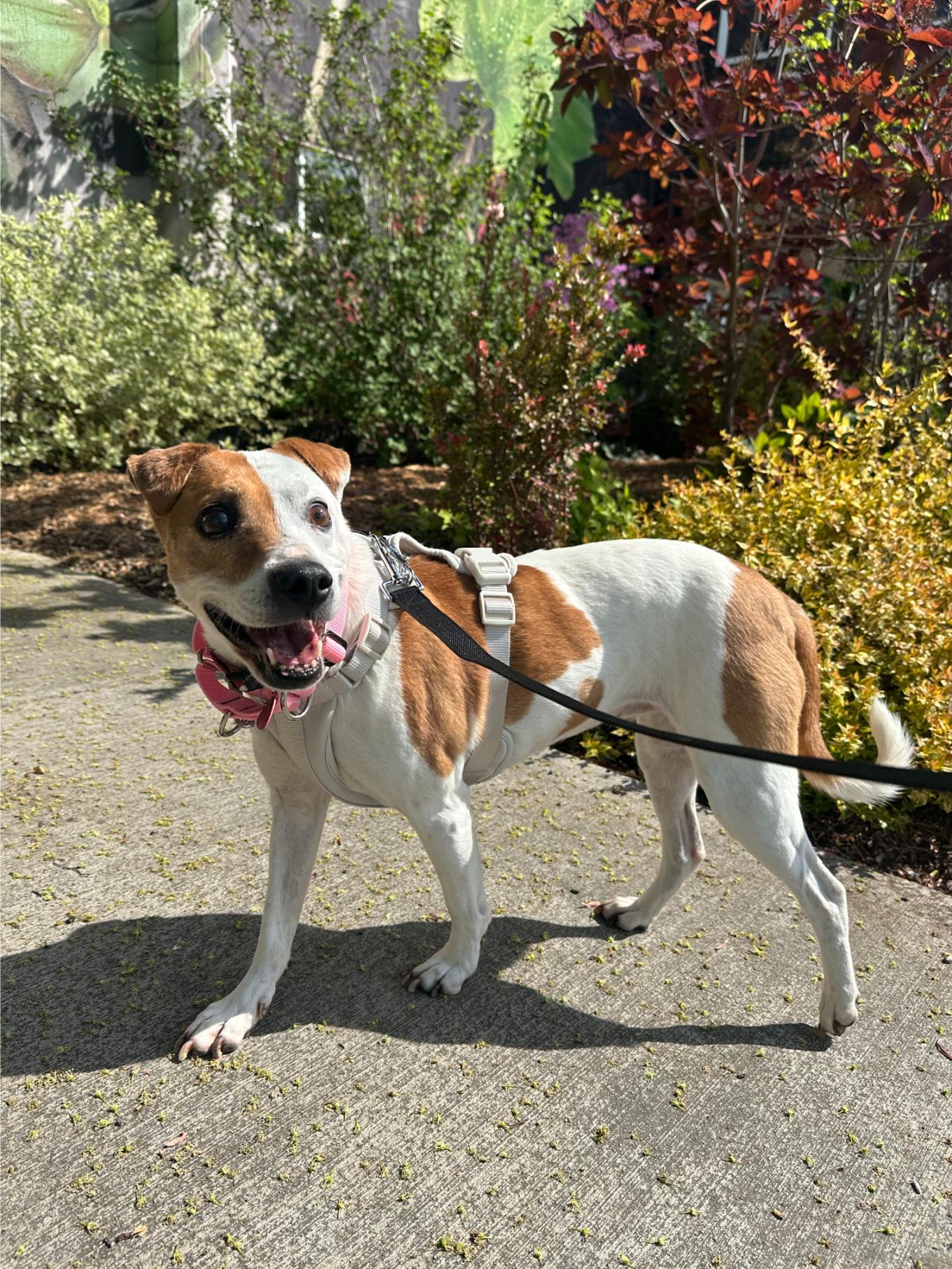 Annie, ADOPTABLE, Senior Female Jack Russell Terrier.