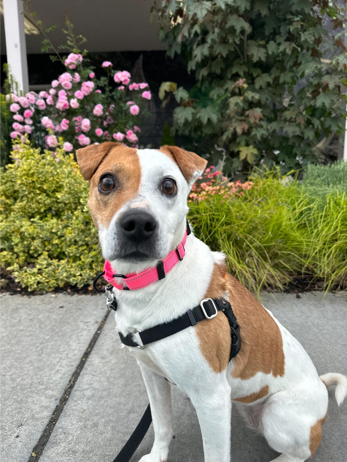 Annie, a ADOPTABLE mixed breed in Seattle, WA image 4/4