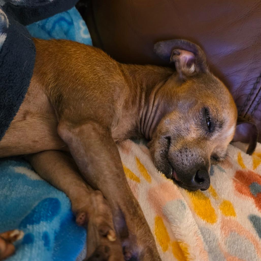 Bean — thumbnail 2