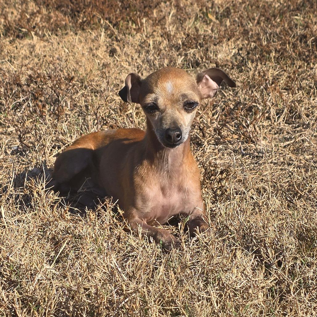 Bean — thumbnail 3