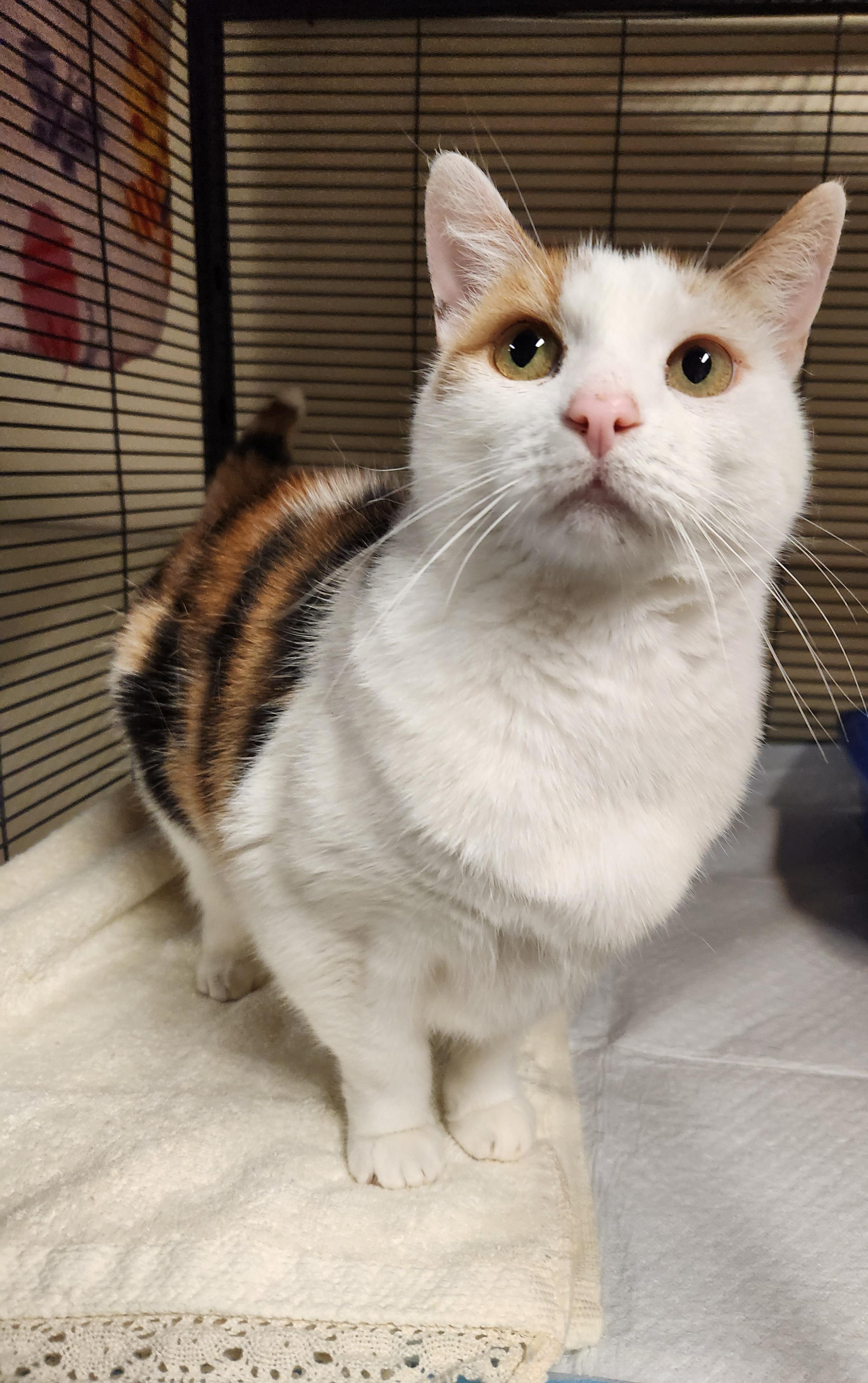 Enlarge Scrappie, a Adoptable Domestic Short Hair in Sewaren, NJ image 2/2