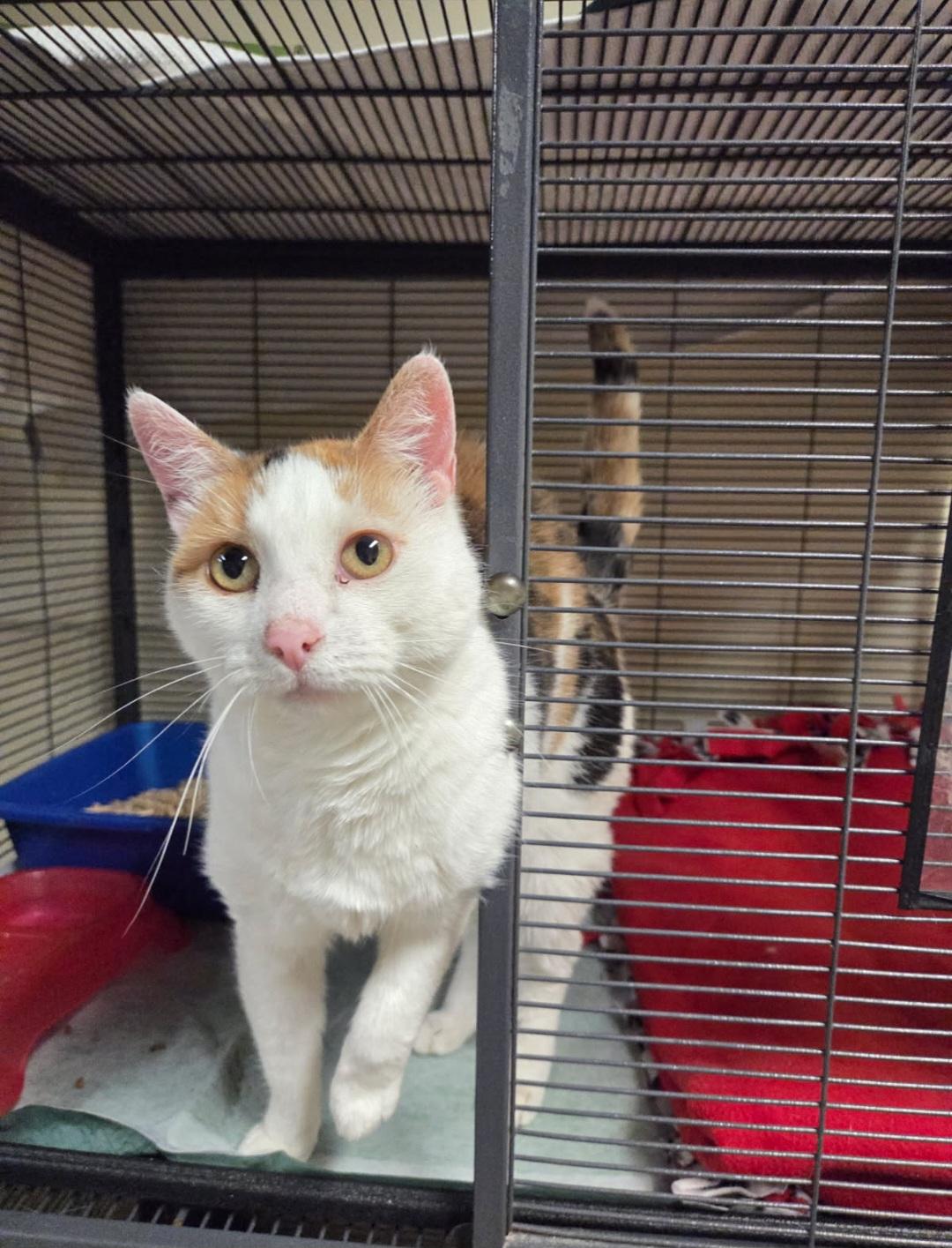 Scrappie, Adoptable, Adult Female Domestic Short Hair.