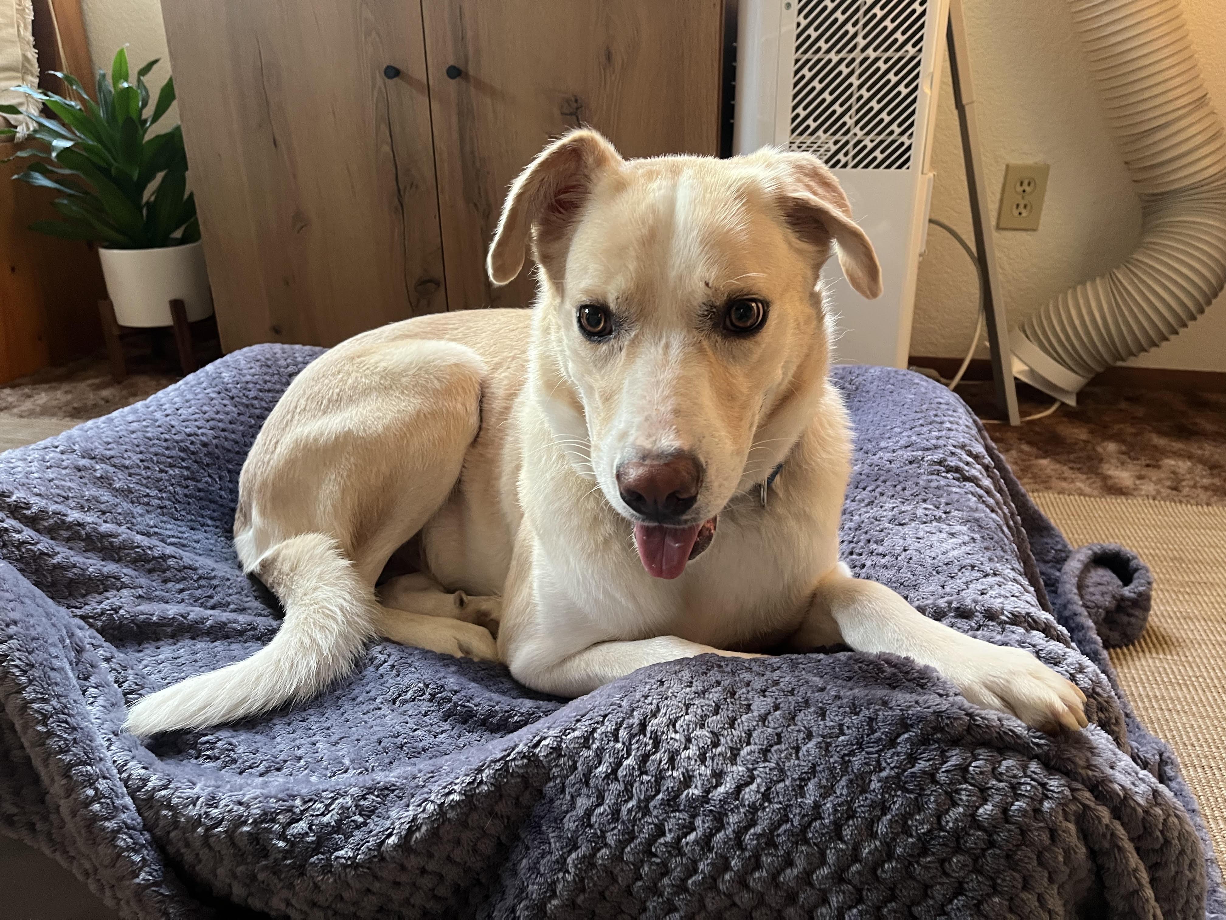 Jemma, ADOPTABLE, Young Female Shepherd & Anatolian Shepherd.