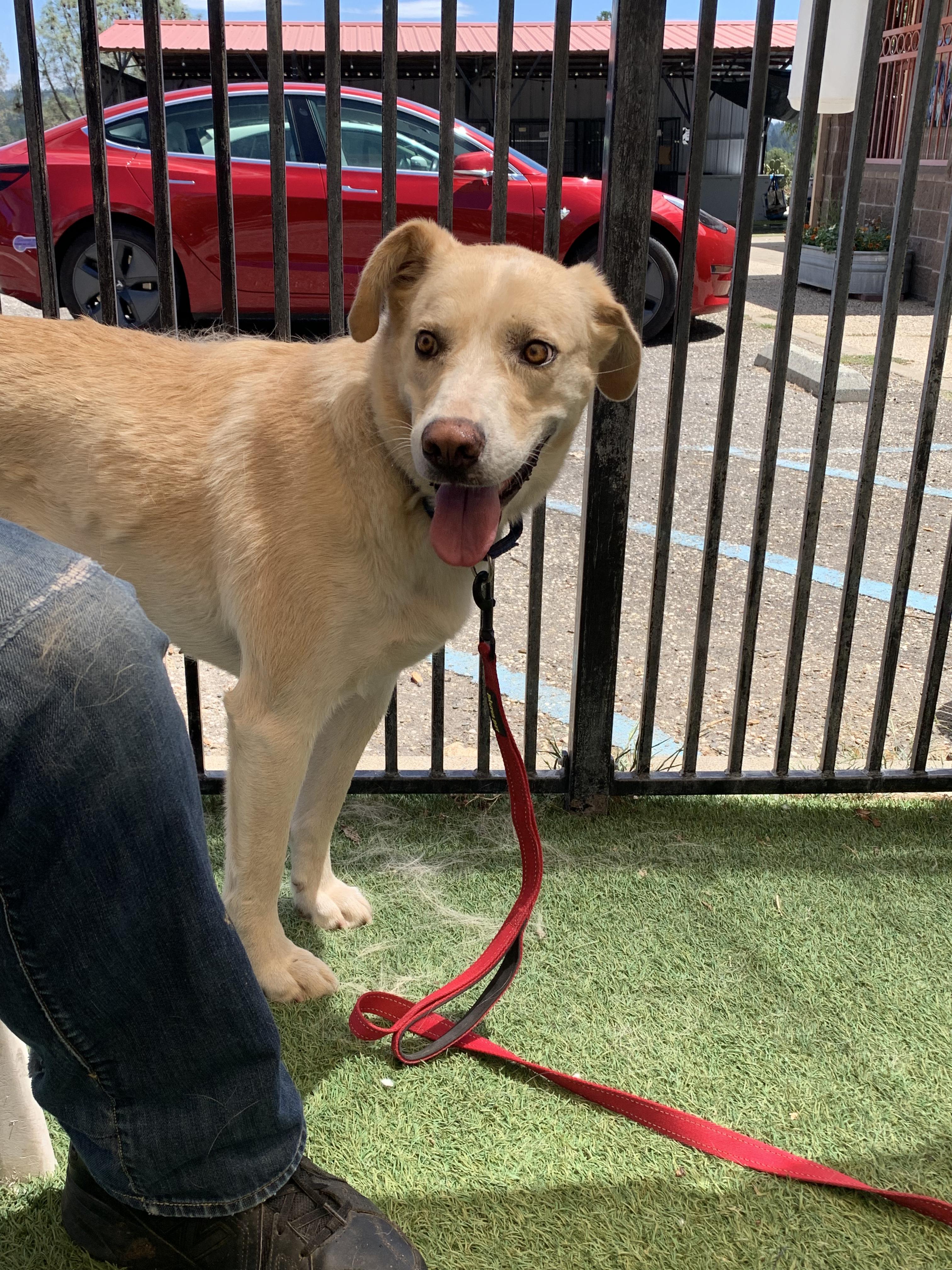 Enlarge Jemma, a ADOPTABLE mixed breed in Grass Valley, CA image 6/6