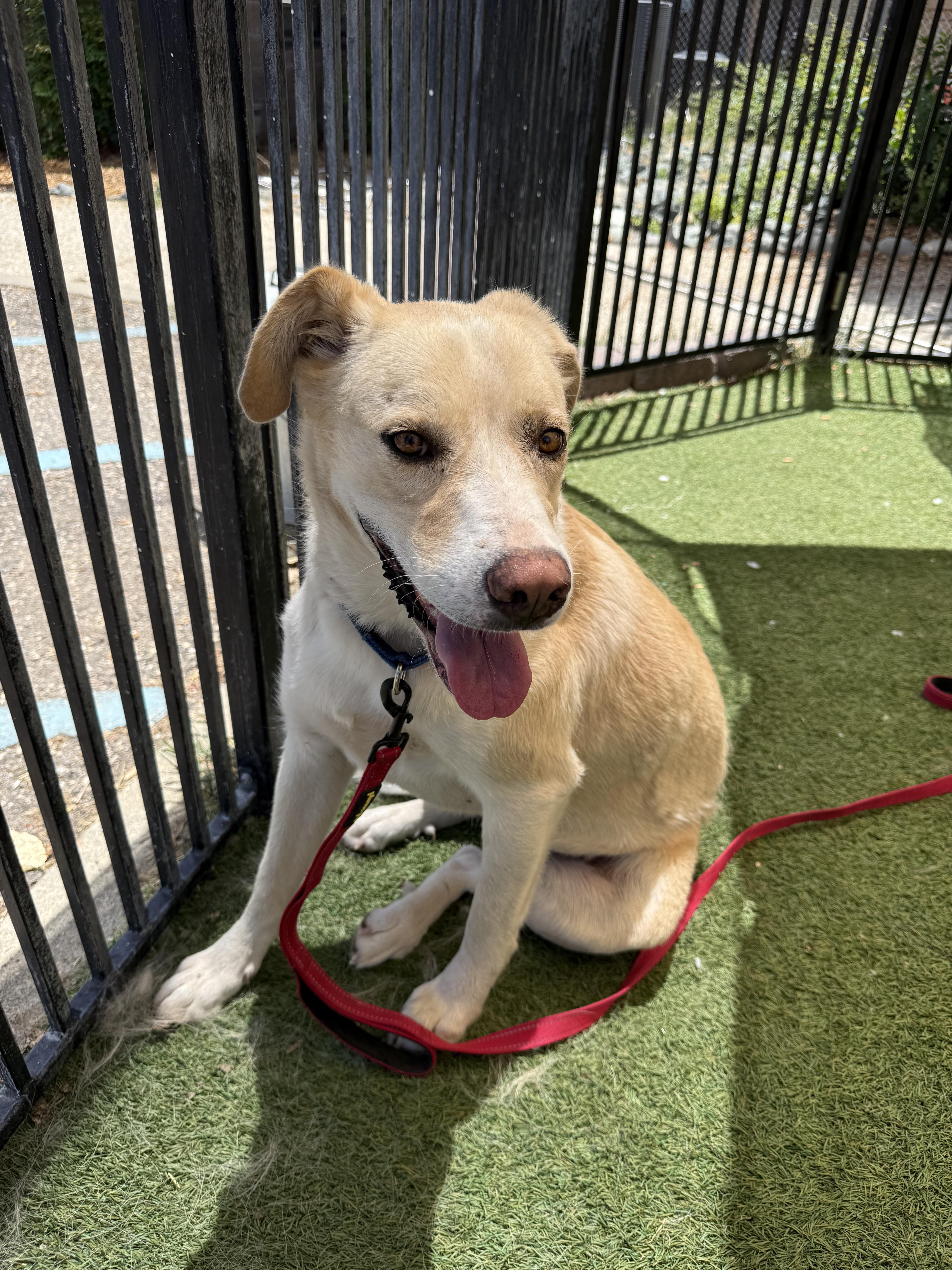 Enlarge Jemma, a ADOPTABLE mixed breed in Grass Valley, CA image 2/6
