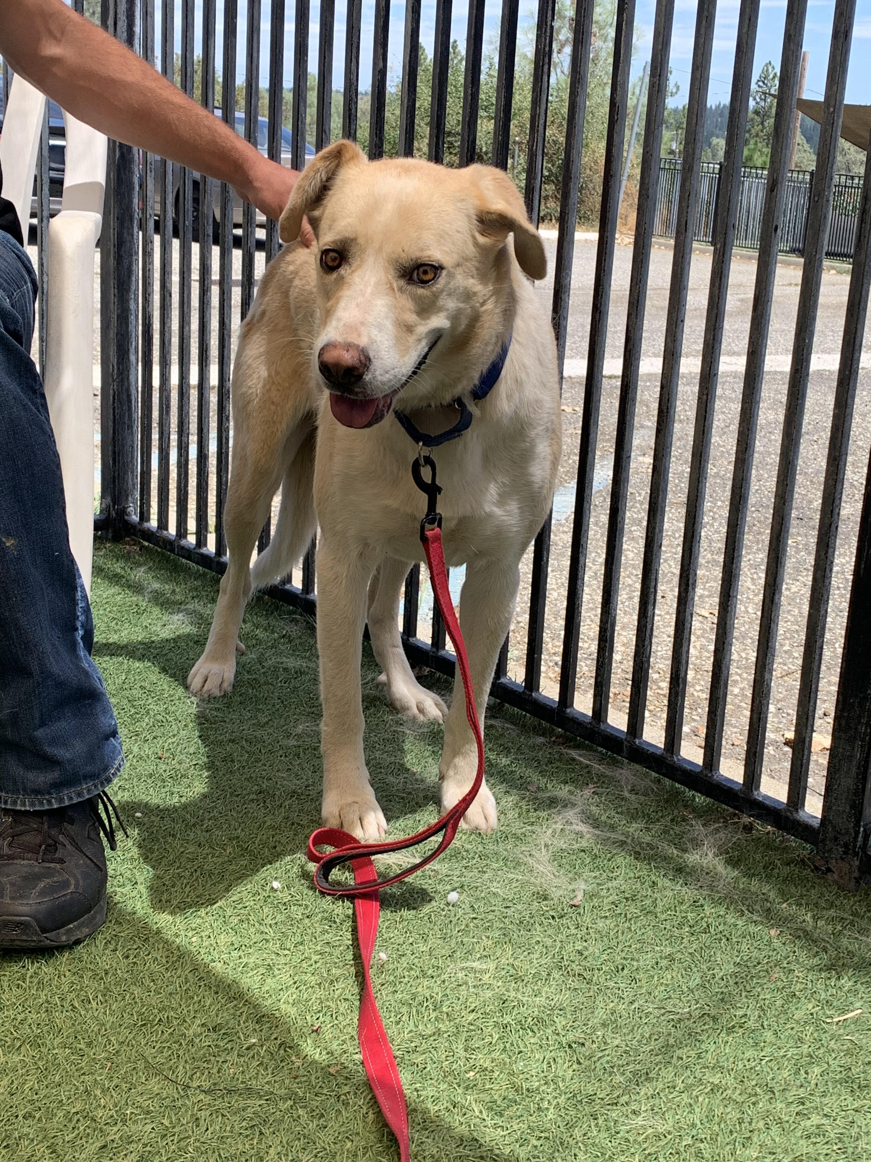 Enlarge Jemma, a ADOPTABLE mixed breed in Grass Valley, CA image 4/6