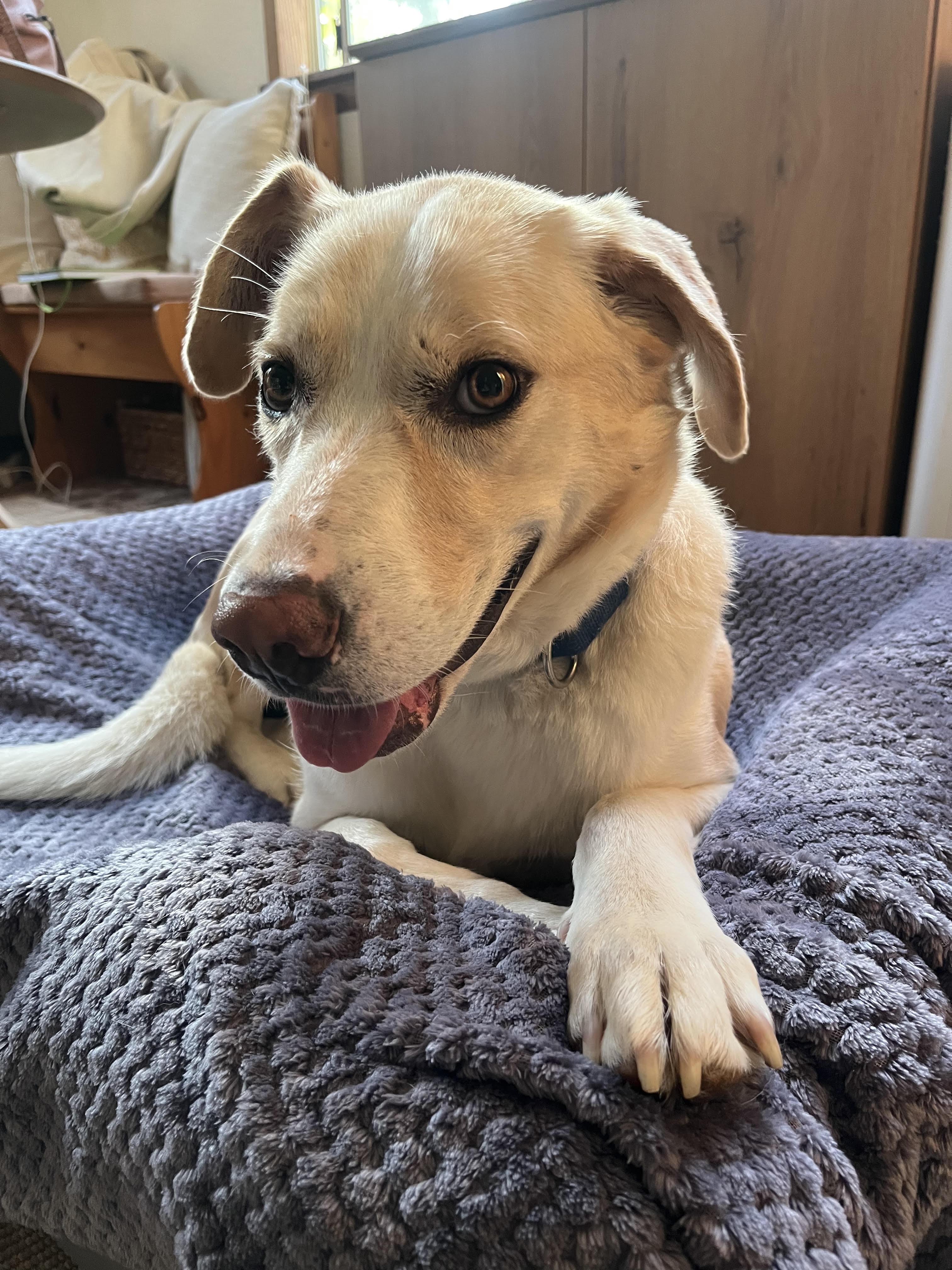 Enlarge Jemma, a ADOPTABLE mixed breed in Grass Valley, CA image 6/6