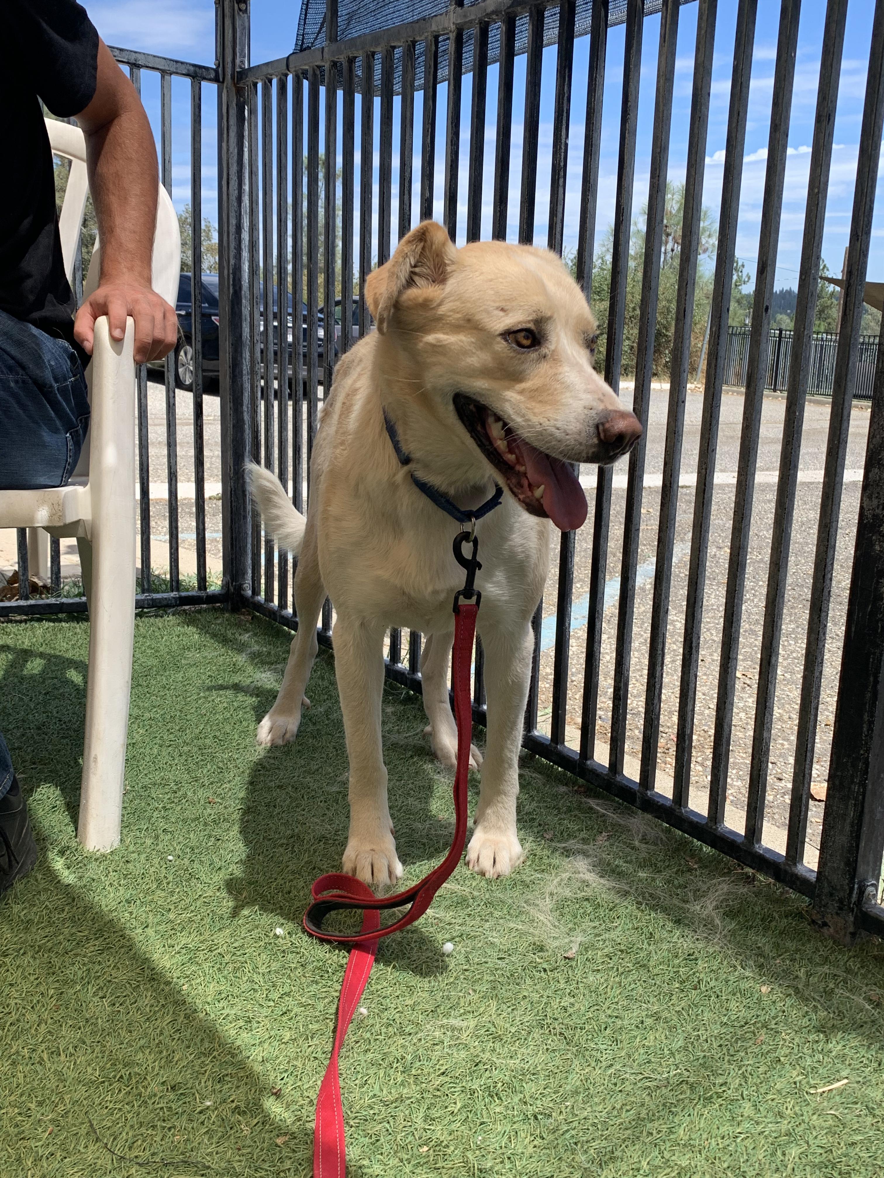 Enlarge Jemma, a ADOPTABLE mixed breed in Grass Valley, CA image 5/6