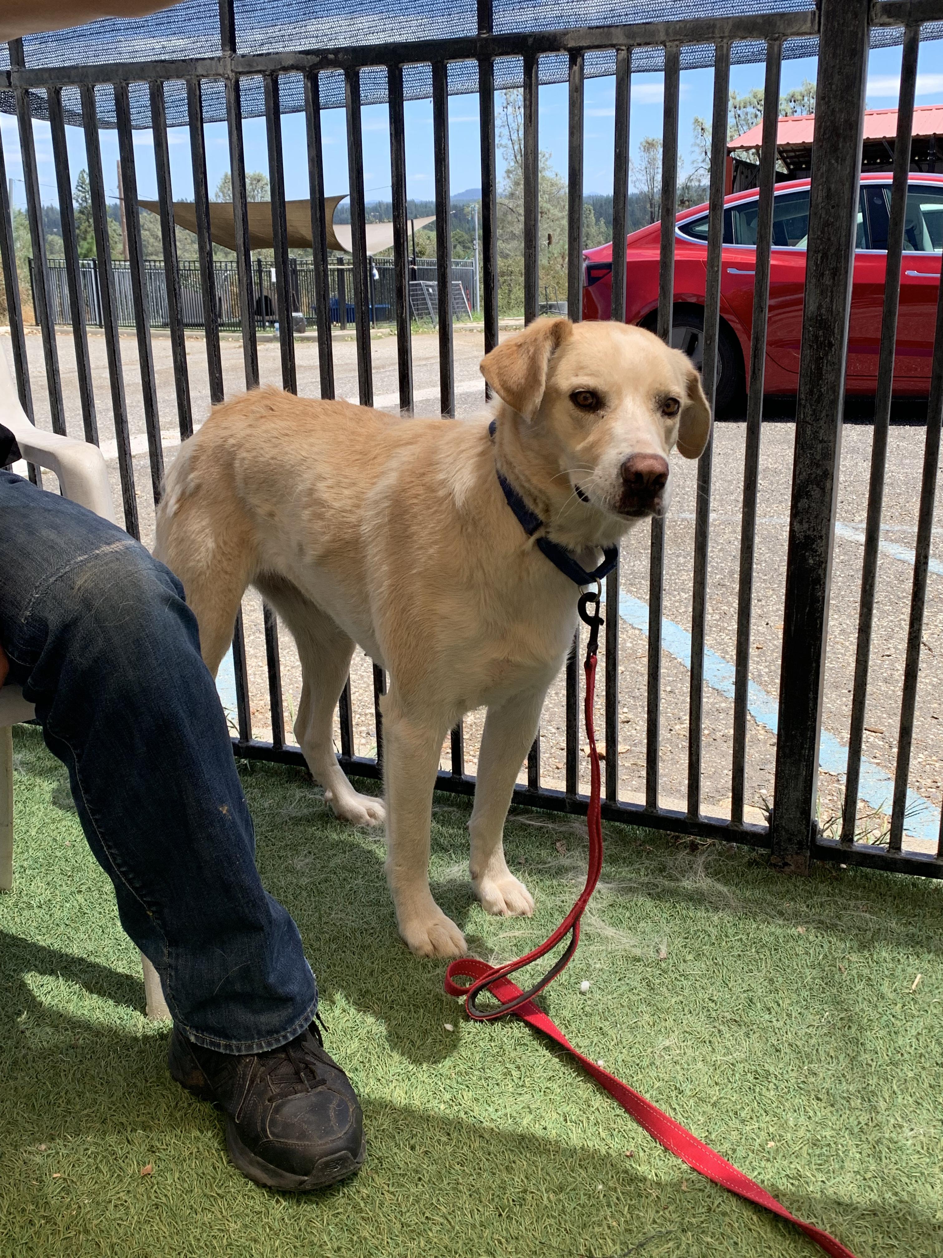Enlarge Jemma, a ADOPTABLE mixed breed in Grass Valley, CA image 3/6