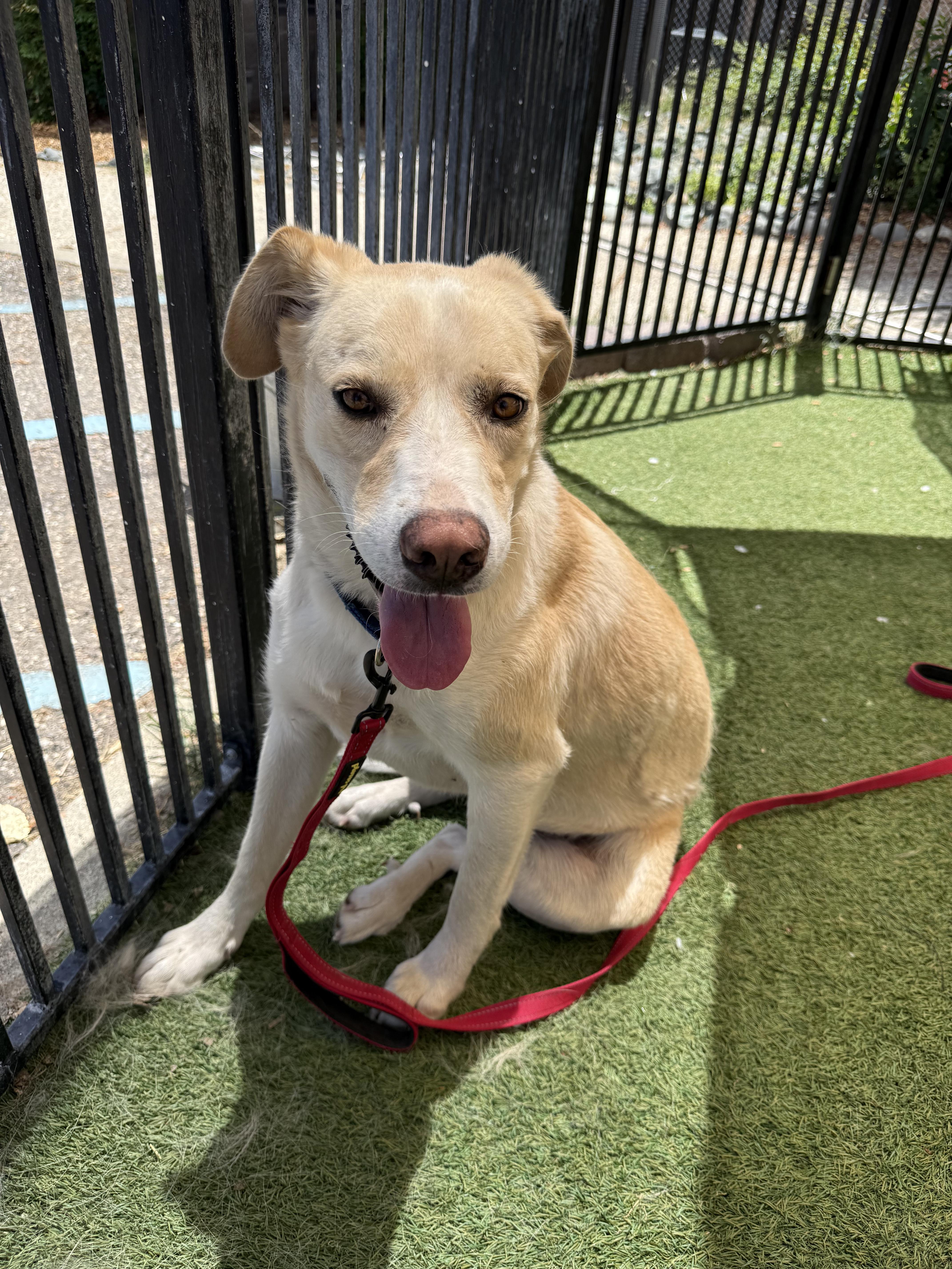 Jemma, ADOPTABLE, Young Female Shepherd & Anatolian Shepherd.