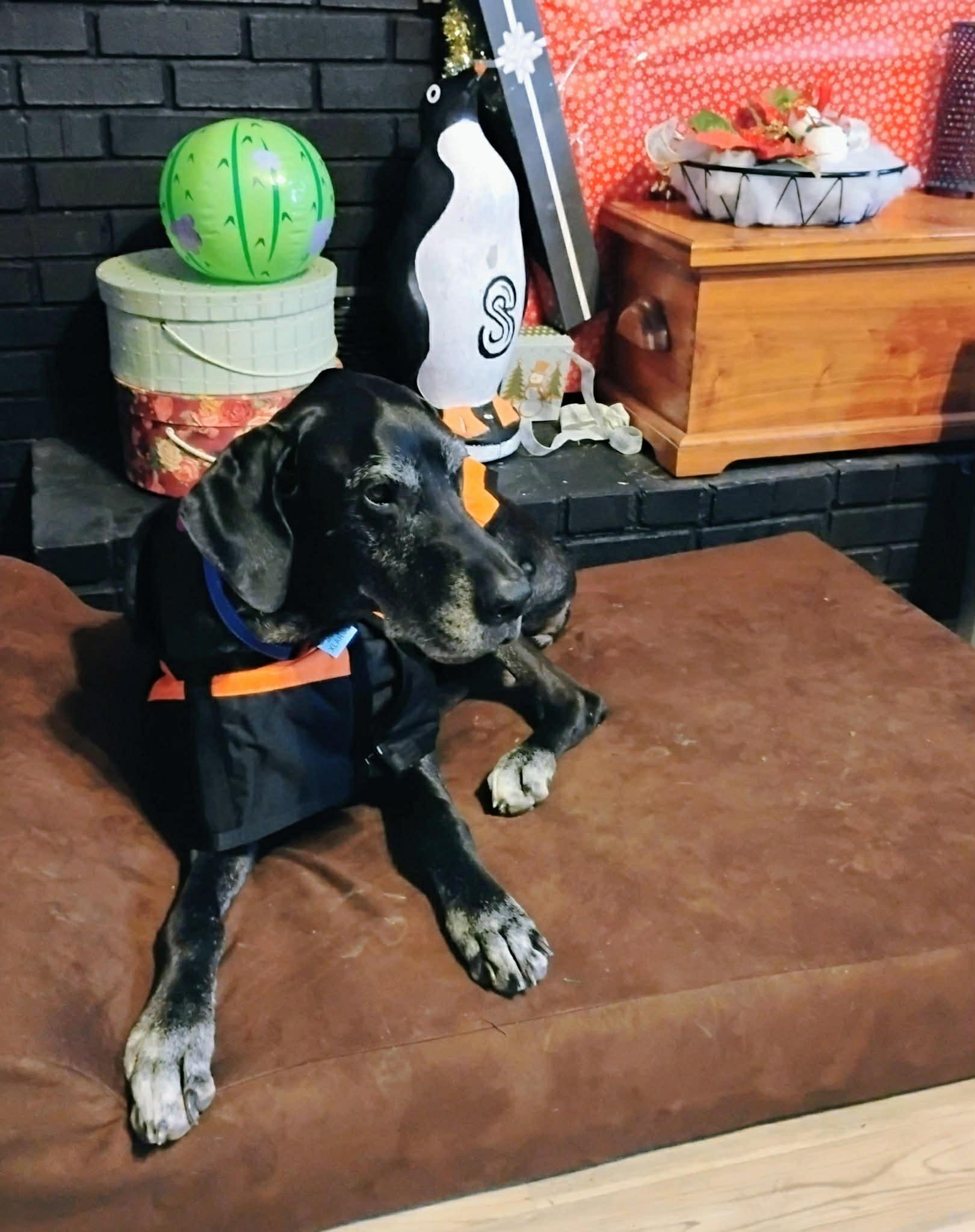 Catherine, a ADOPTABLE Great Dane in Frankfort, KY image 4/4