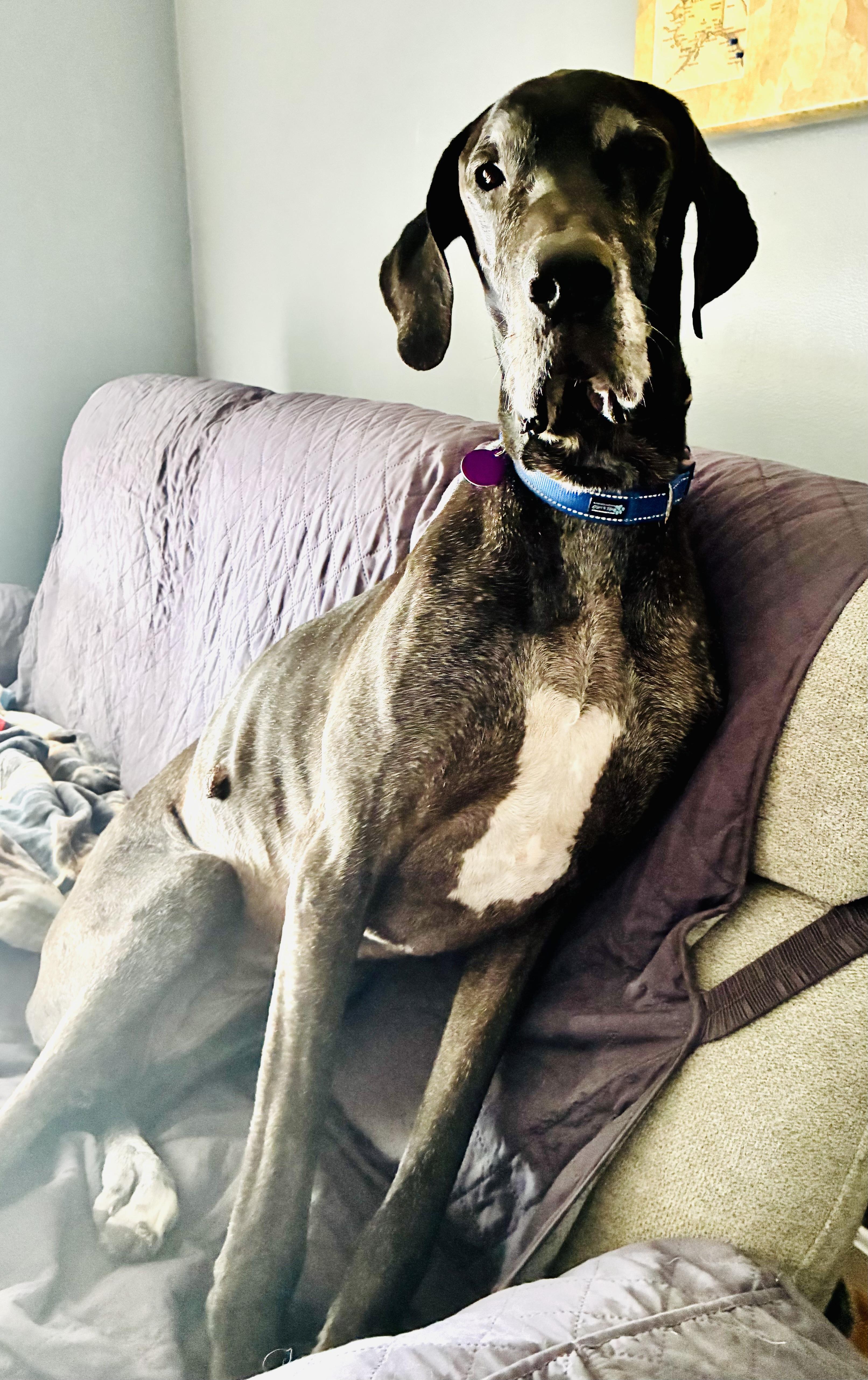 Catherine, a ADOPTABLE Great Dane in Frankfort, KY image 3/4