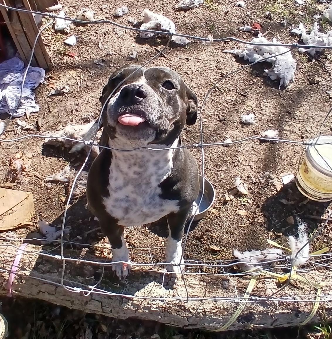 Caramel — thumbnail 2