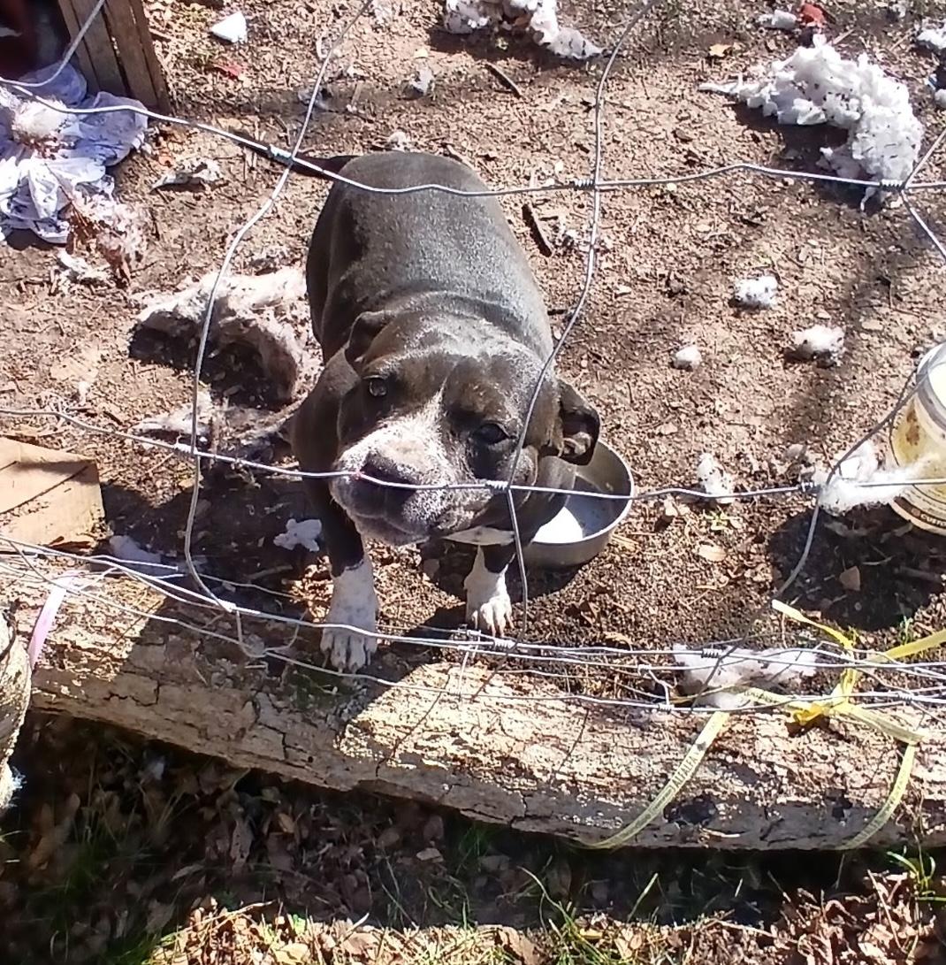 Caramel — thumbnail 3