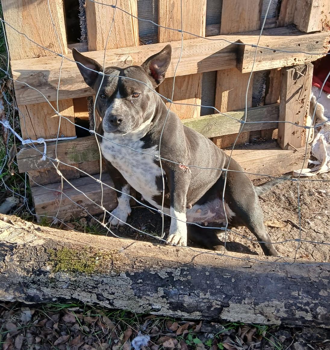 Caramel — thumbnail 4