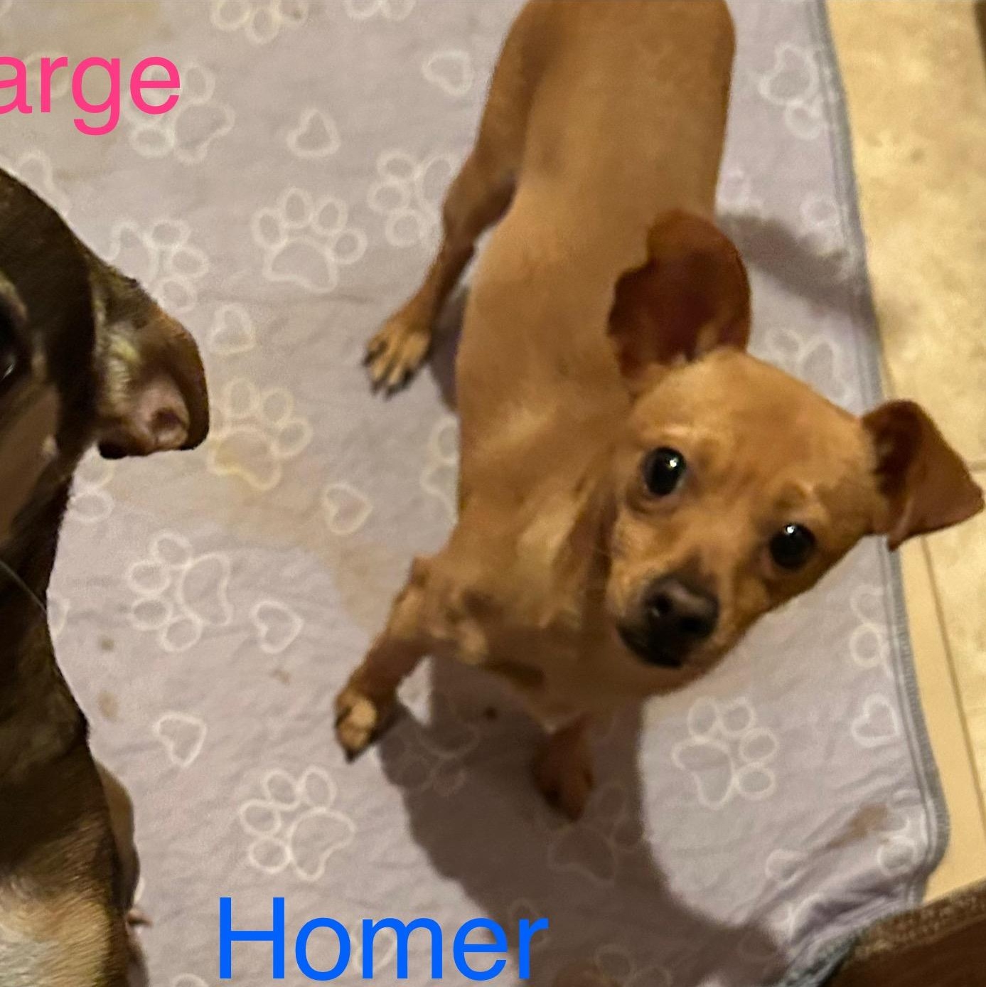 Enlarge Homer, a Adoptable Chihuahua in Albuquerque, NM image 1/1