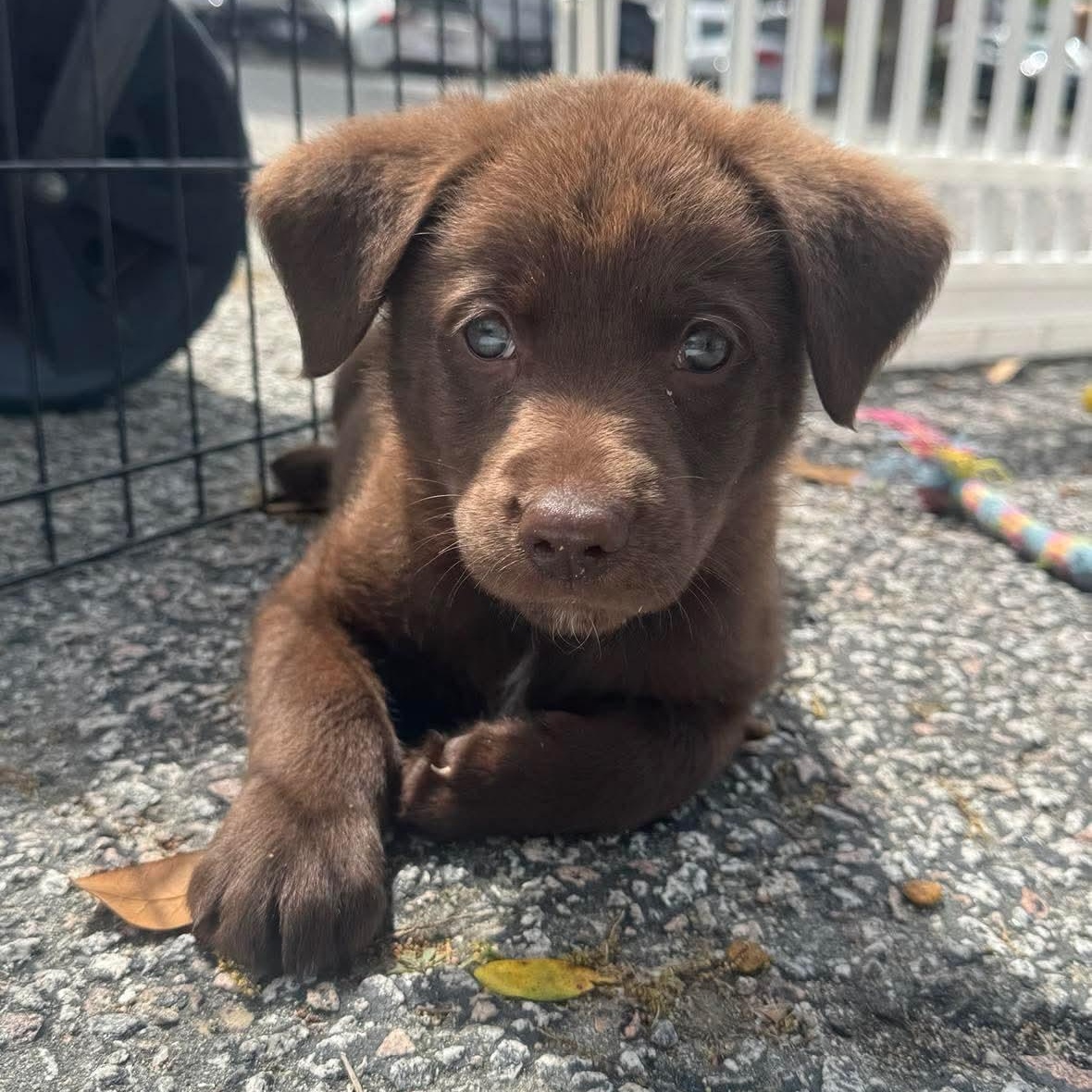 Denver, adopted, Puppy Male Labrador Retriever.